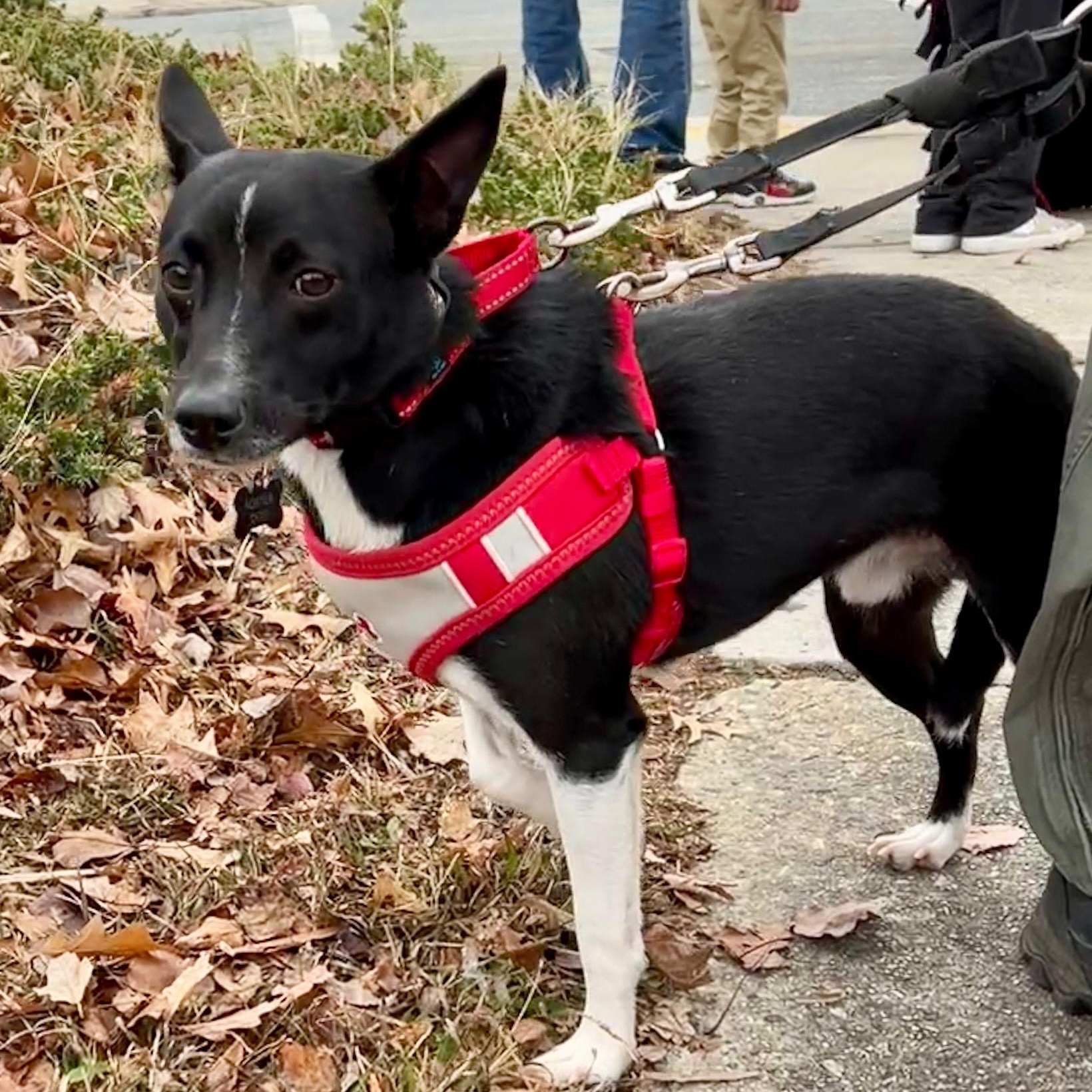 Enlarge Buddy, a Adoptable mixed breed in High Point, NC image 2/4