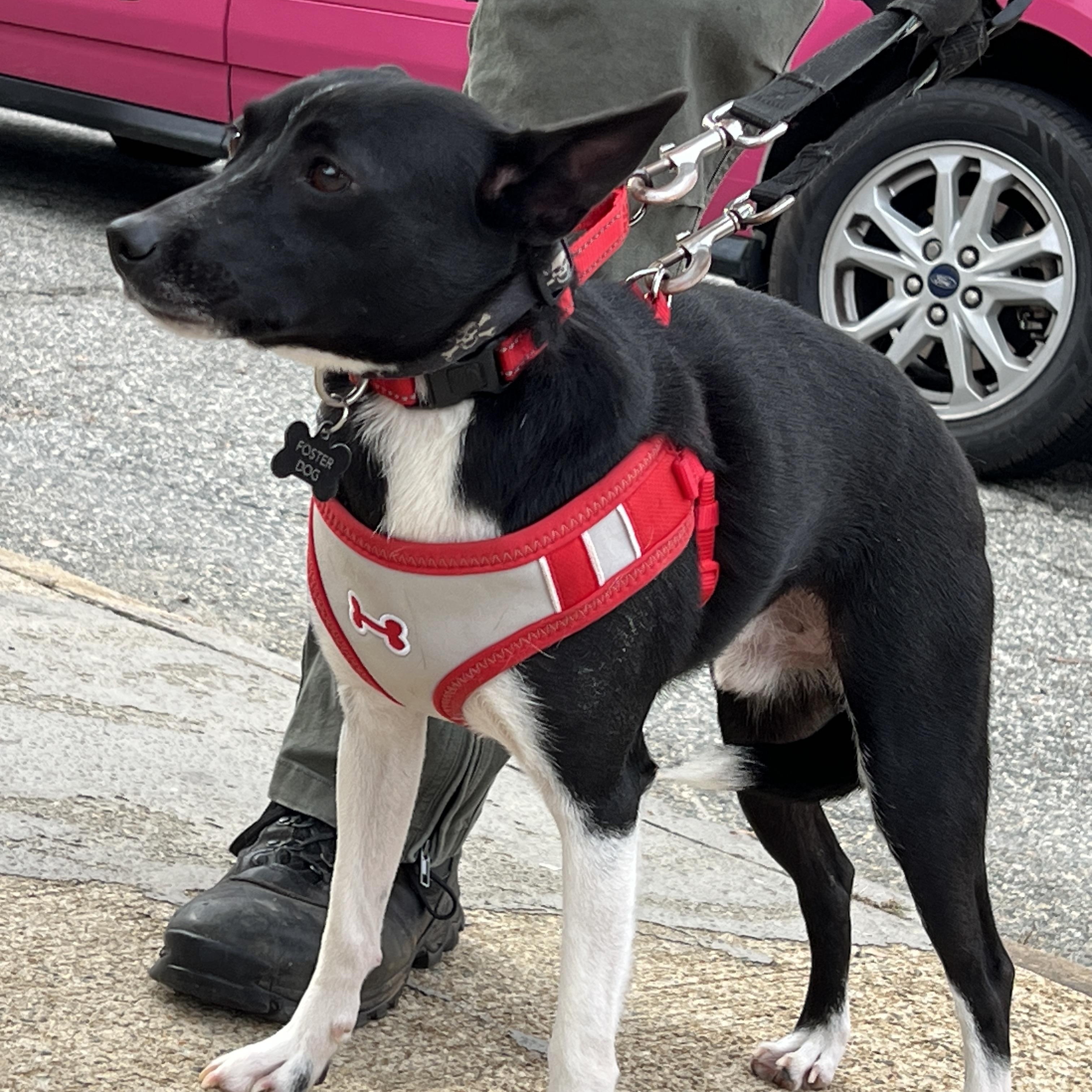 Enlarge Buddy, a Adoptable mixed breed in High Point, NC image 3/4