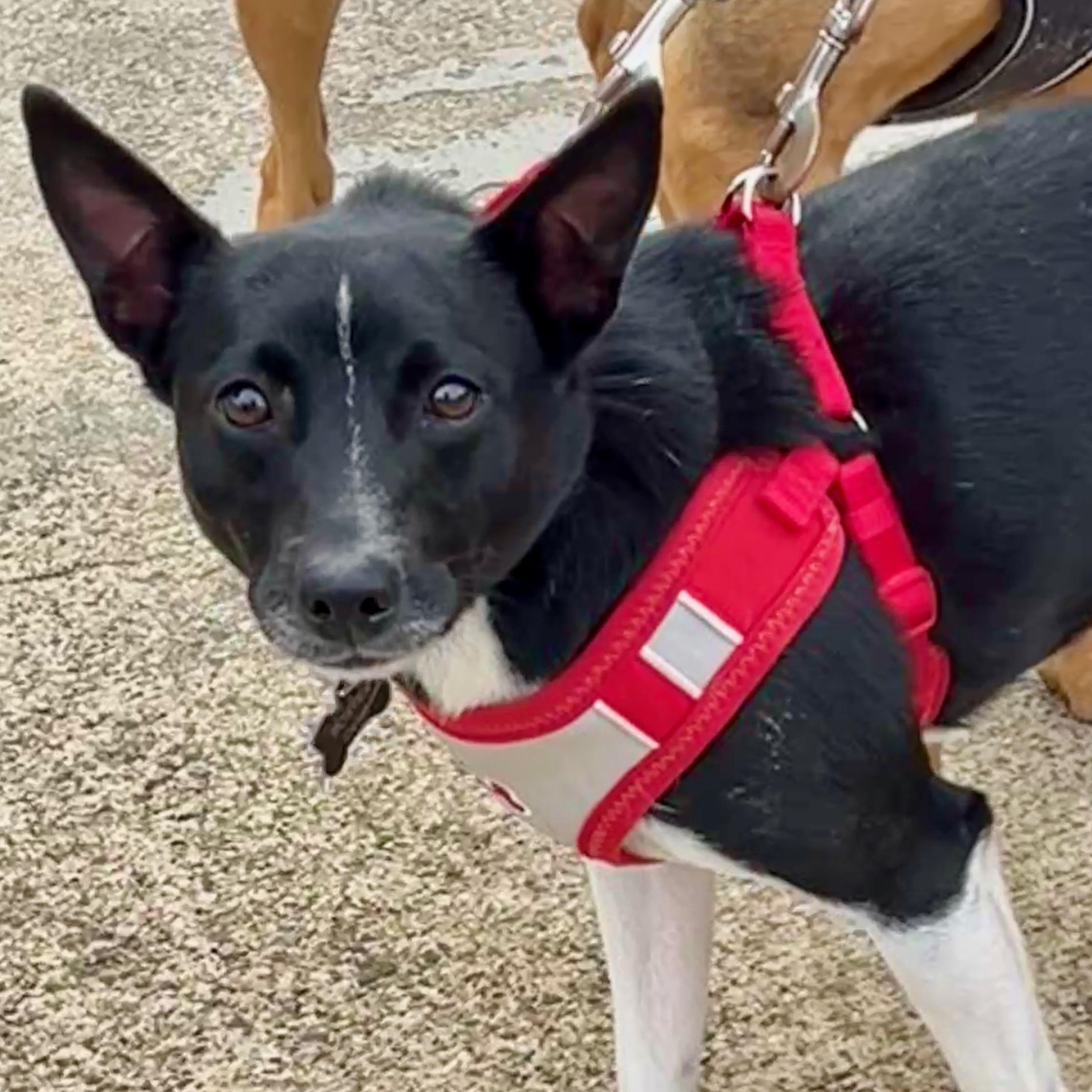 Buddy, Adoptable, Young Male Basenji.
