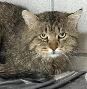 BOOKMARK, Adoptable, Young Male Domestic Long Hair.