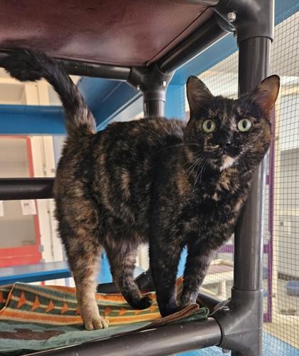 Enlarge Stella, a Adoptable Domestic Short Hair in Freeport, IL image 1/1