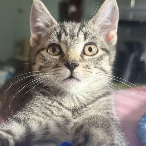 Wittle-AT PETCO, Adoptable, Kitten Female Domestic Short Hair.
