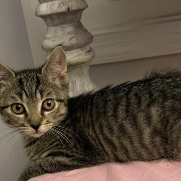 Wittle-AT PETCO, a Adoptable Domestic Short Hair in Birdsboro, PA image 2/3