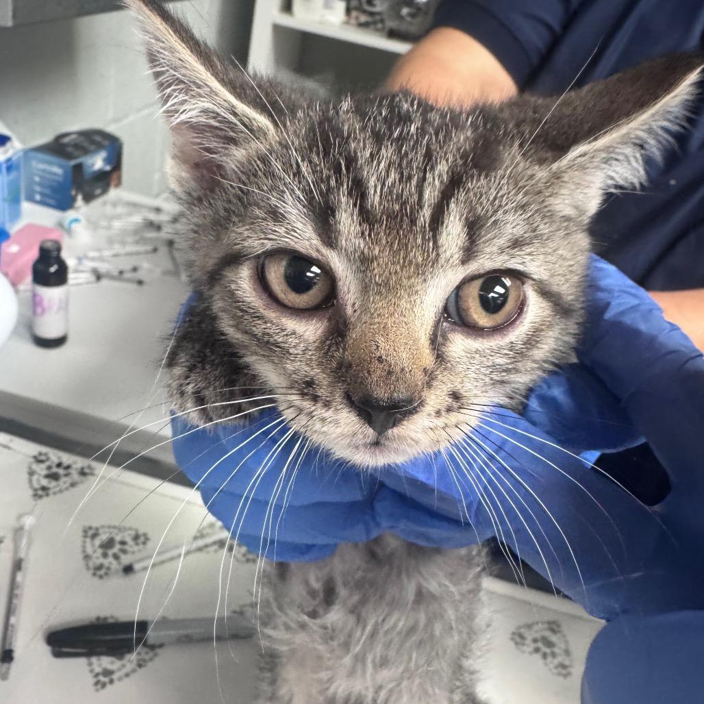 Wittle-AT PETCO, a Adoptable Domestic Short Hair in Birdsboro, PA image 3/3