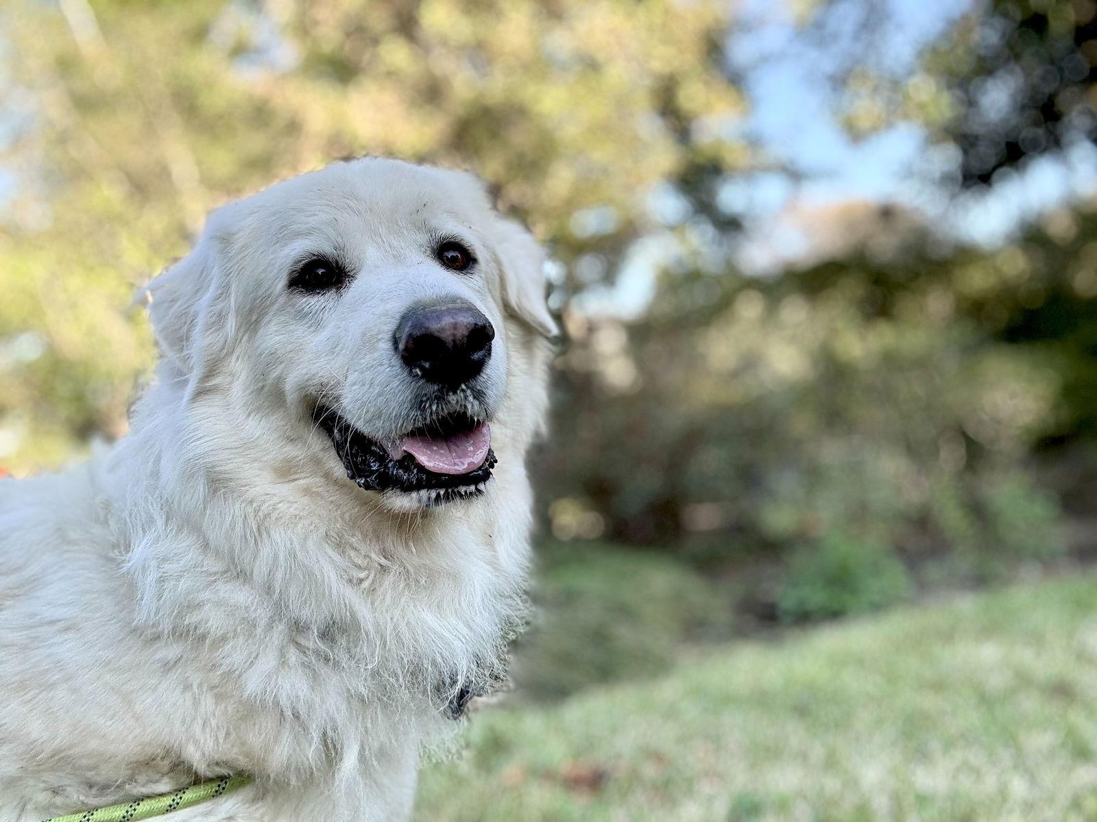 Enlarge Sir Kingsley, a Adoptable Great Pyrenees in Sims, NC image 3/6