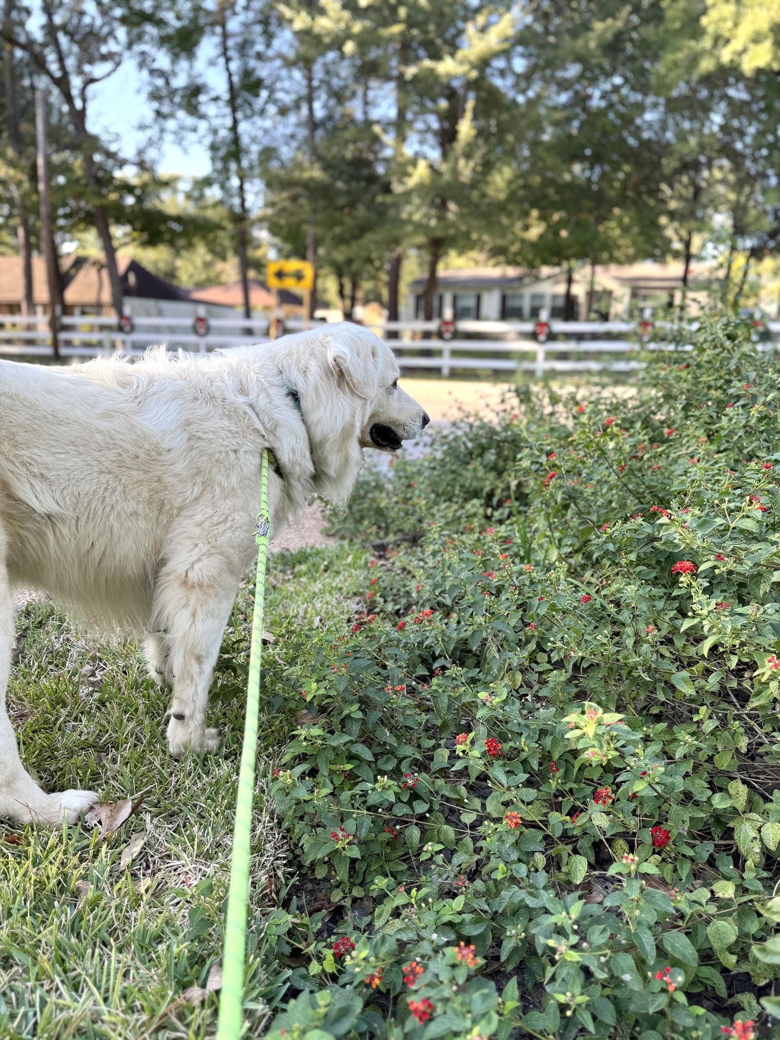 Enlarge Sir Kingsley, a Adoptable Great Pyrenees in Sims, NC image 4/6