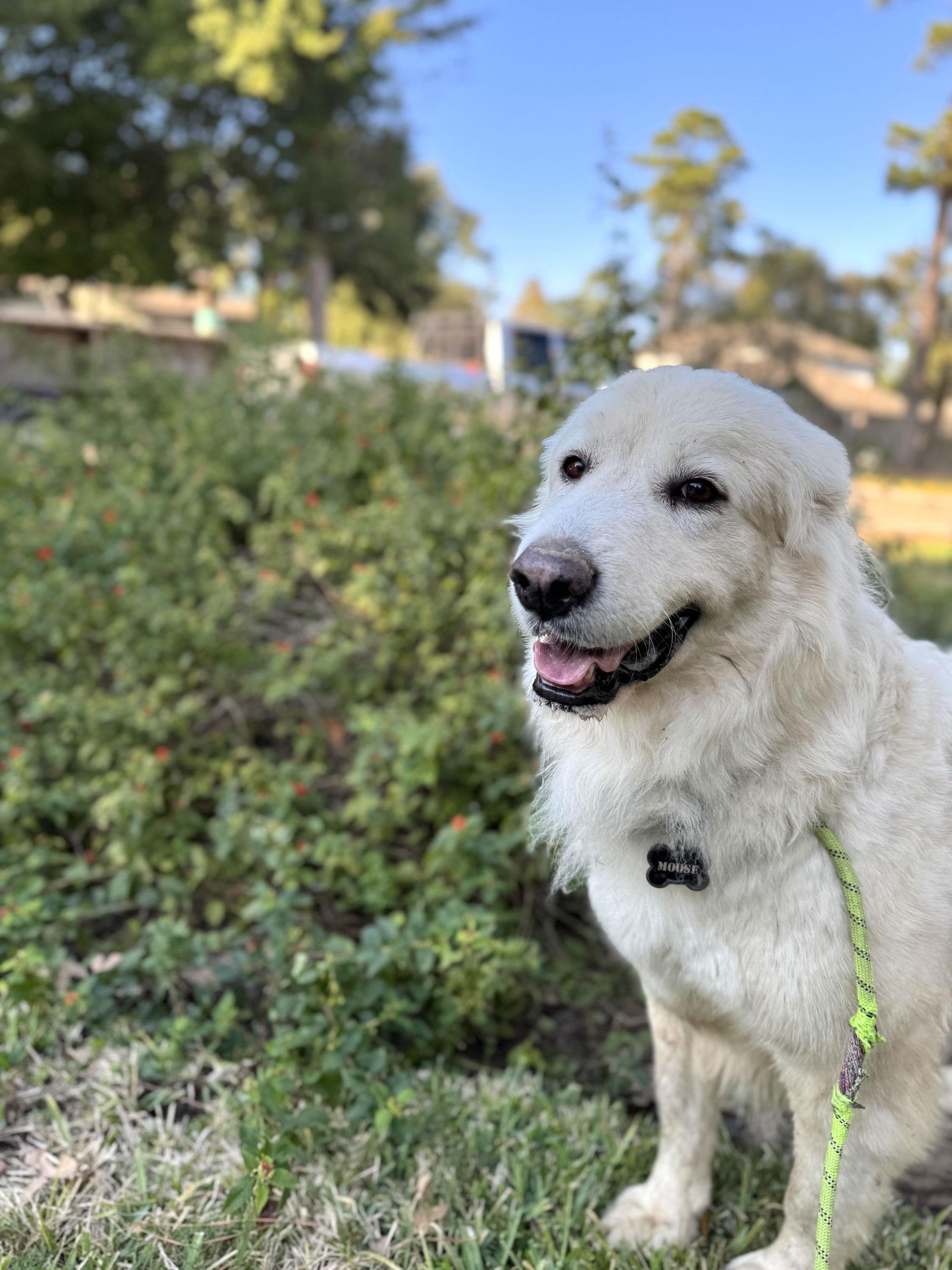 Enlarge Sir Kingsley, a Adoptable Great Pyrenees in Sims, NC image 5/6