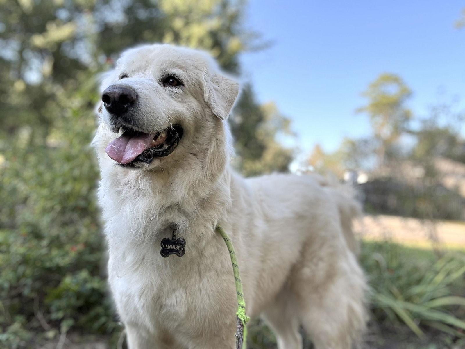 Enlarge Sir Kingsley, a Adoptable Great Pyrenees in Sims, NC image 2/6