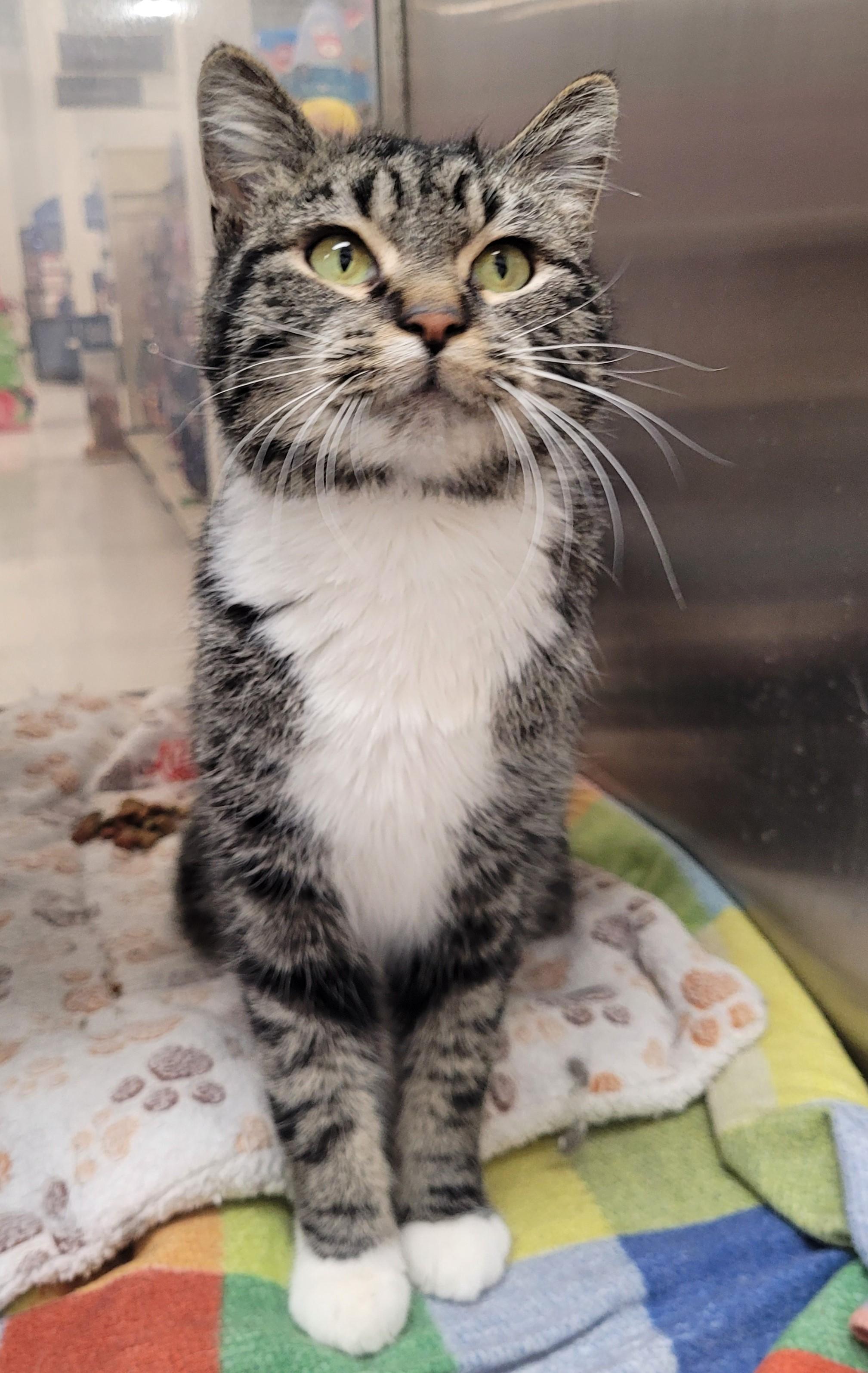 Enlarge Sonora, a Adoptable Tabby in Millville, UT image 6/6