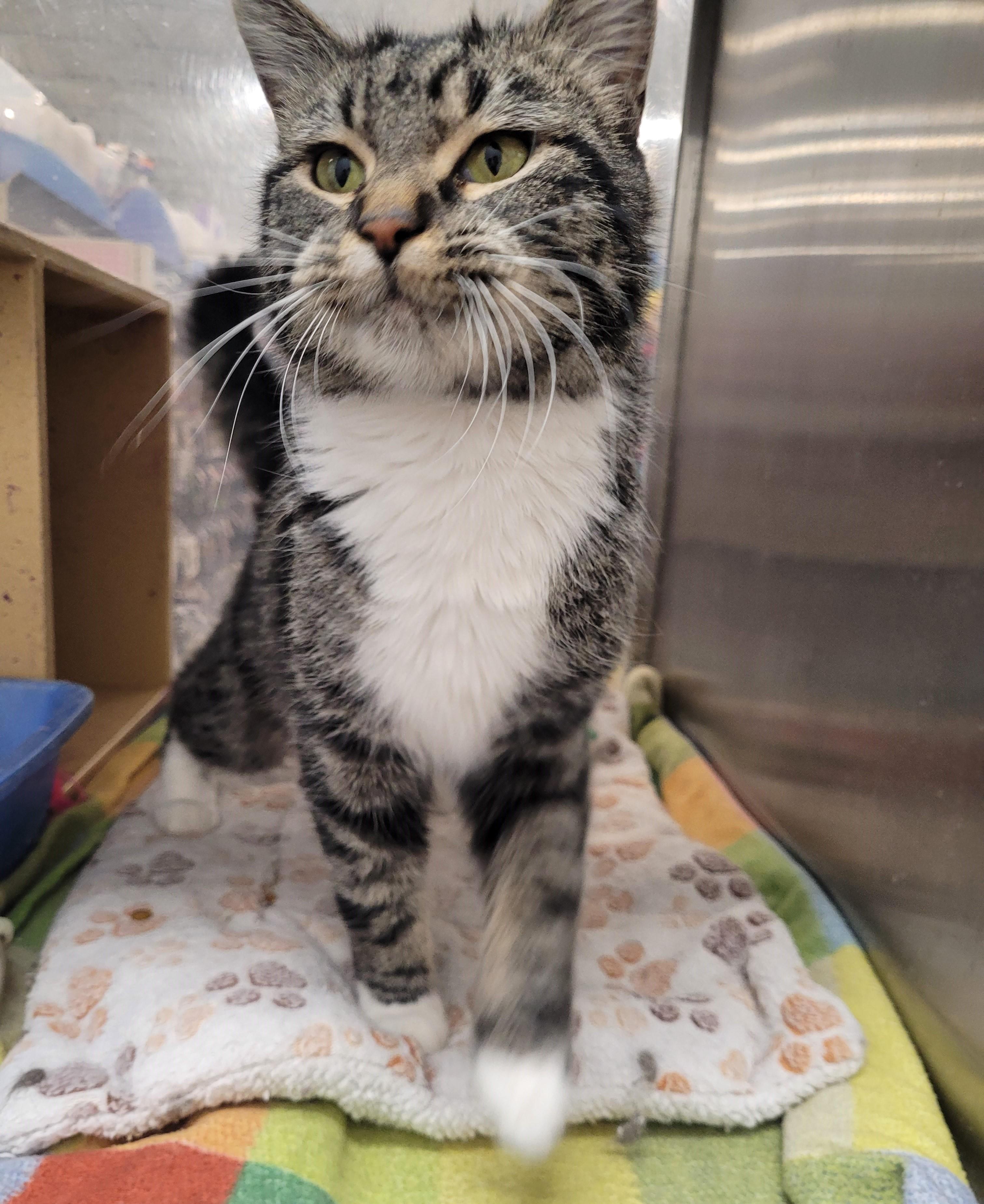 Enlarge Sonora, a Adoptable Tabby in Millville, UT image 5/6