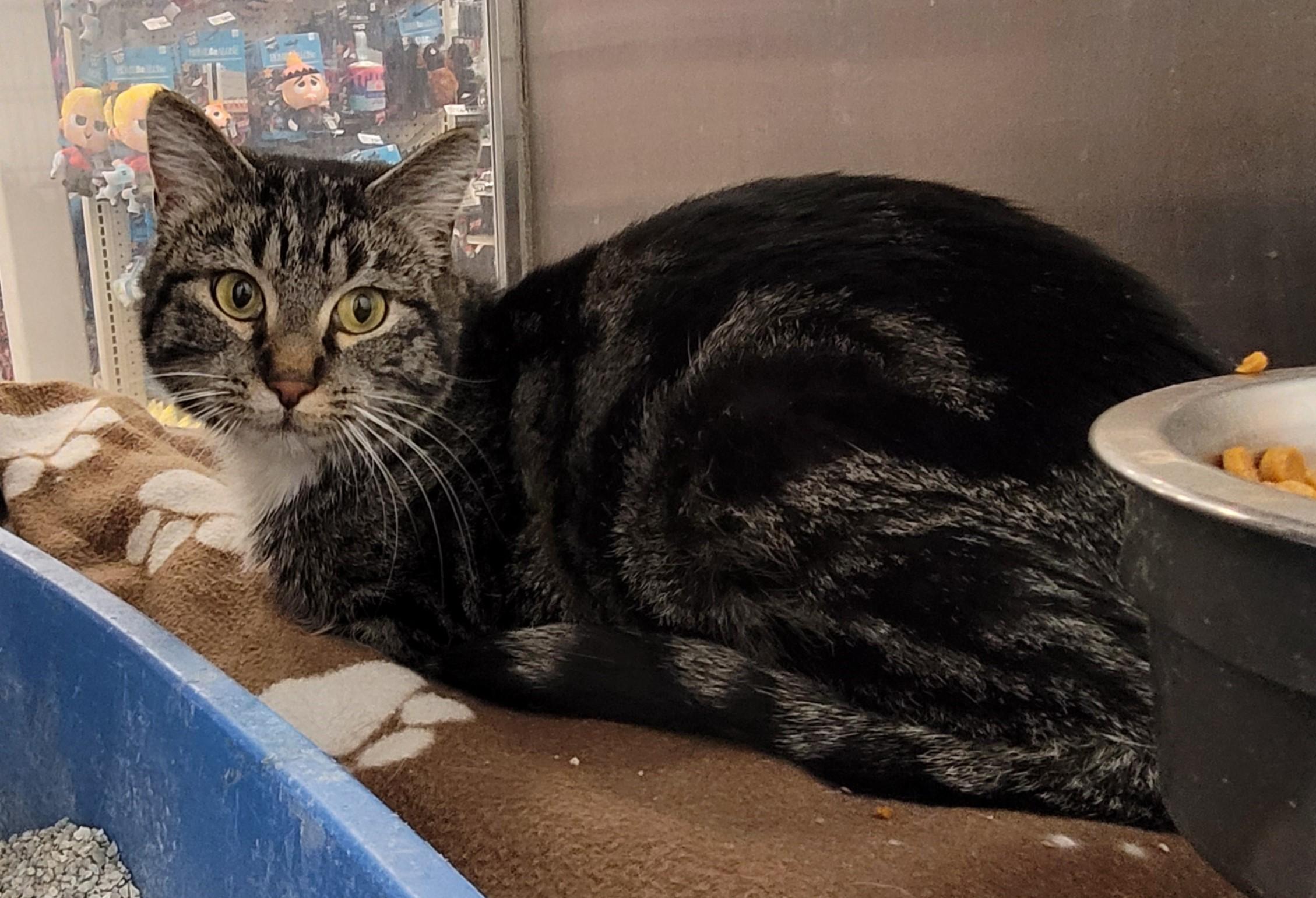 Enlarge Sonora, a Adoptable Tabby in Millville, UT image 3/6