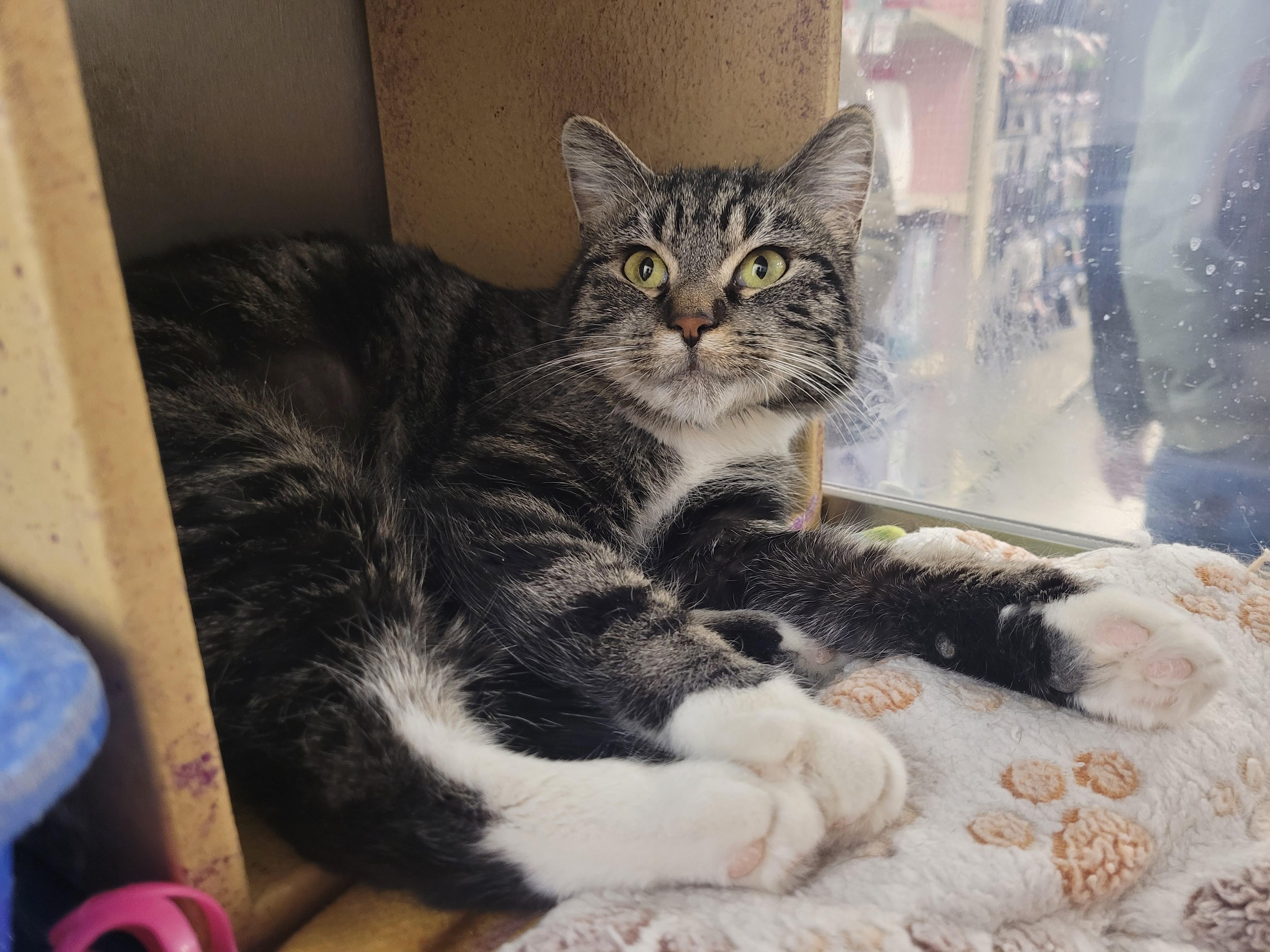 Enlarge Sonora, a Adoptable Tabby in Millville, UT image 2/6