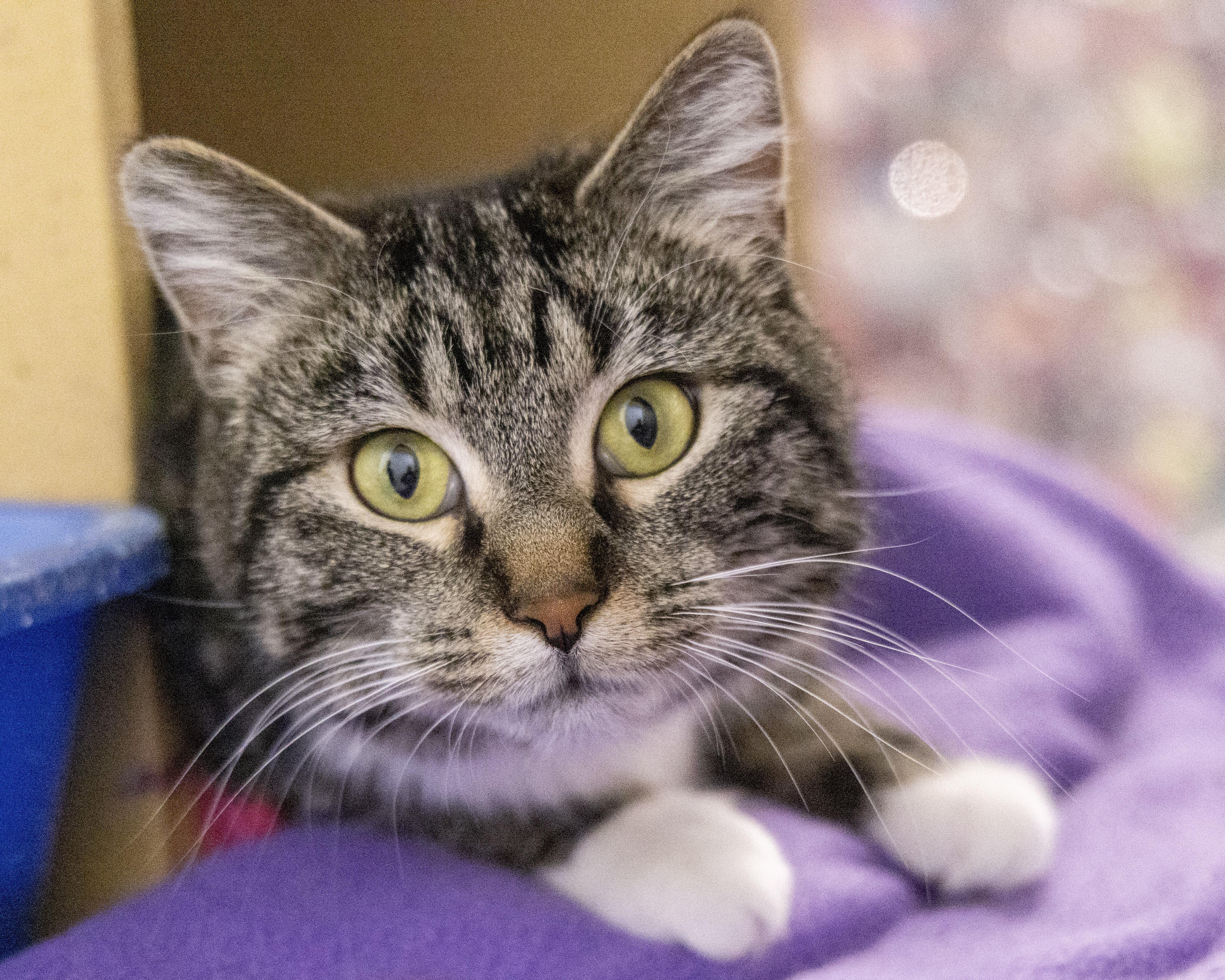 Enlarge Sonora, a Adoptable Tabby in Millville, UT image 1/6