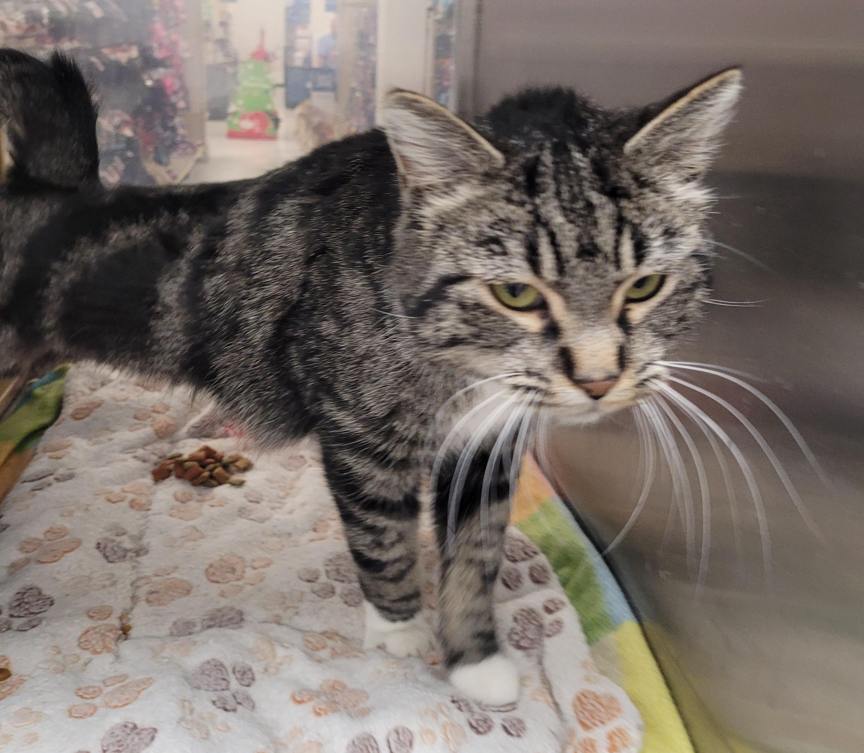 Enlarge Sonora, a Adoptable Tabby in Millville, UT image 4/6