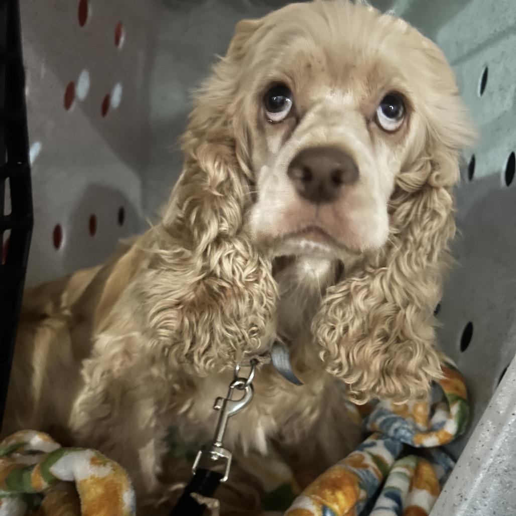 Sadie, Adoptable, Senior Female Cocker Spaniel.