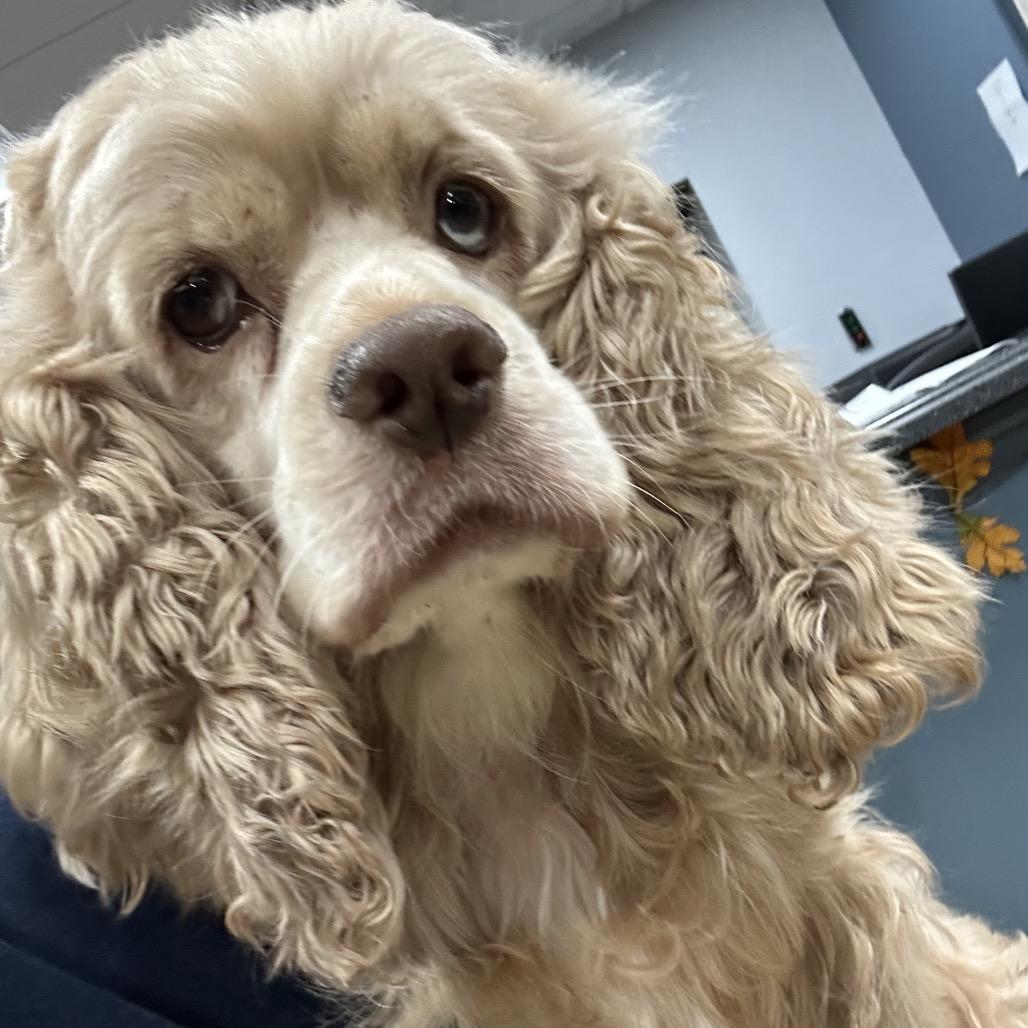 Enlarge Sadie, a Adoptable Cocker Spaniel in Newark, NJ image 2/2