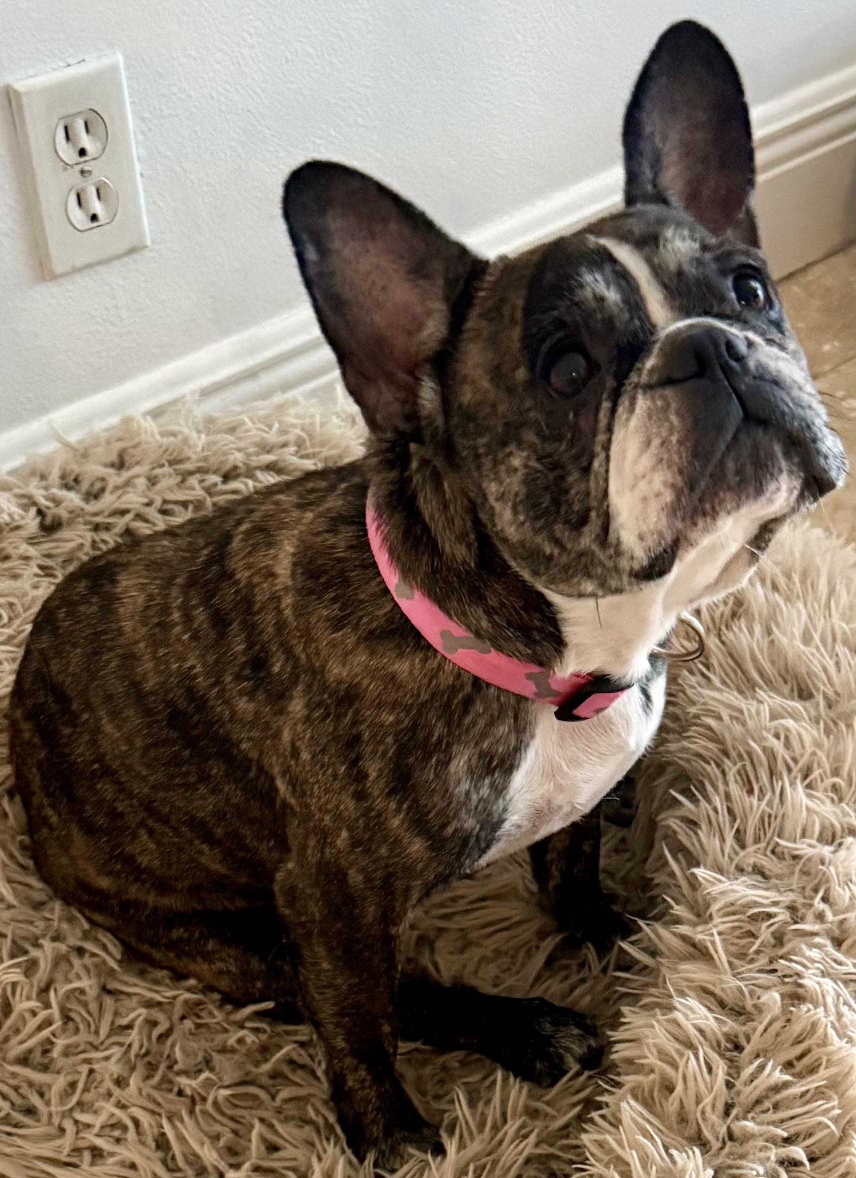 Purebred French Bulldog Dolly Girl, a ADOPTABLE French Bulldog in Boca Raton, FL image 2/6