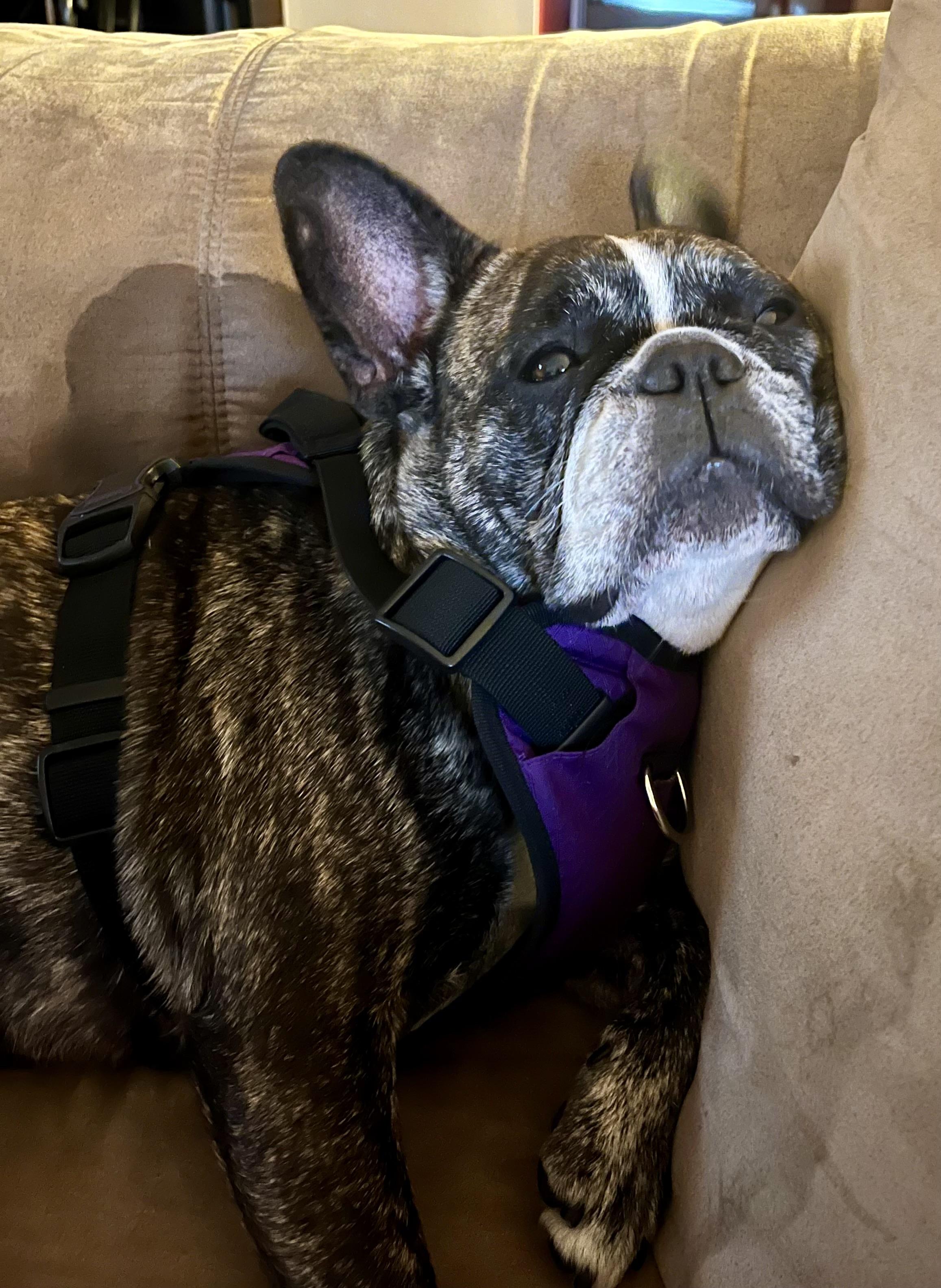 Purebred French Bulldog Dolly Girl, a ADOPTABLE French Bulldog in Boca Raton, FL image 2/6
