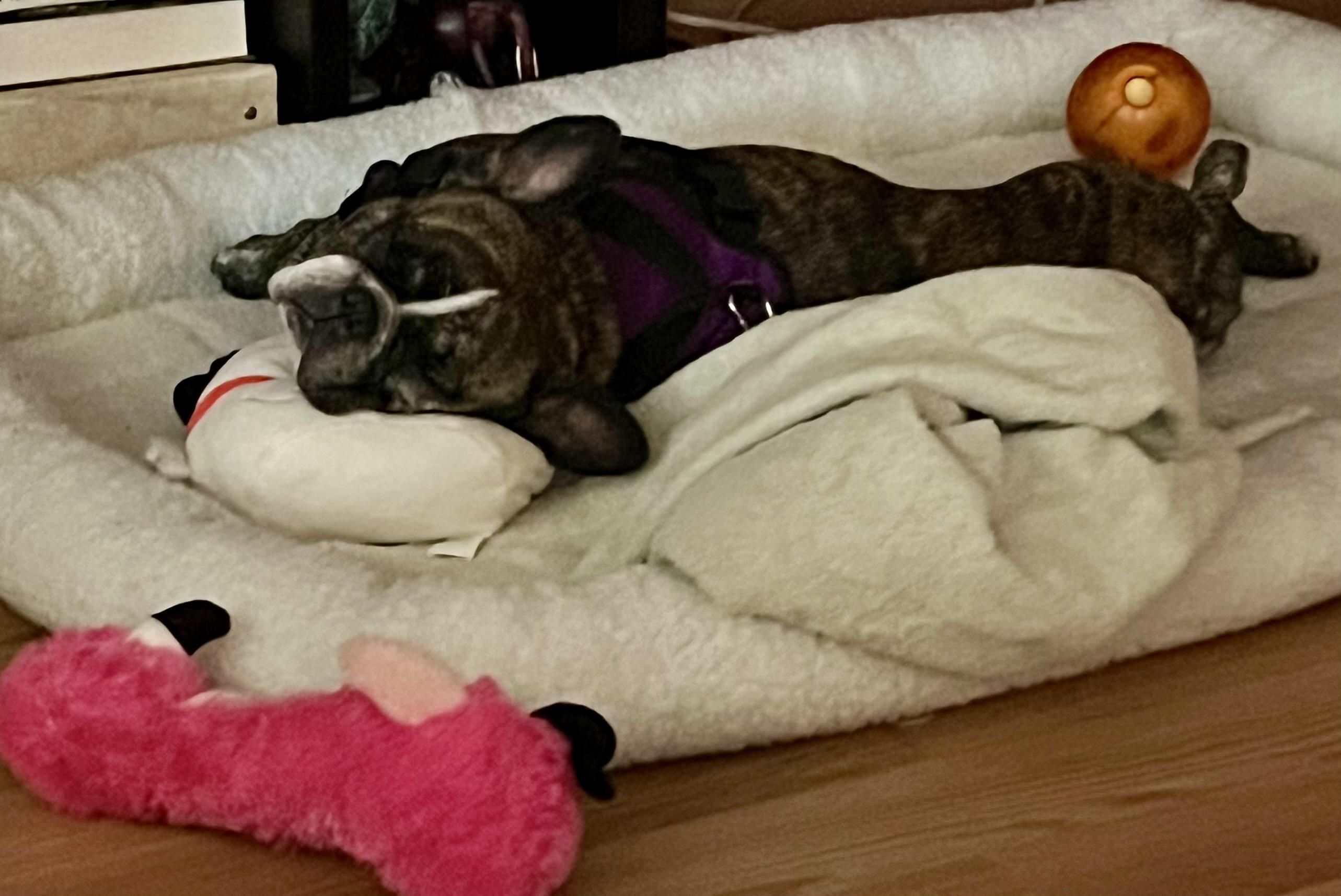 Purebred French Bulldog Dolly Girl, a ADOPTABLE French Bulldog in Boca Raton, FL image 3/6