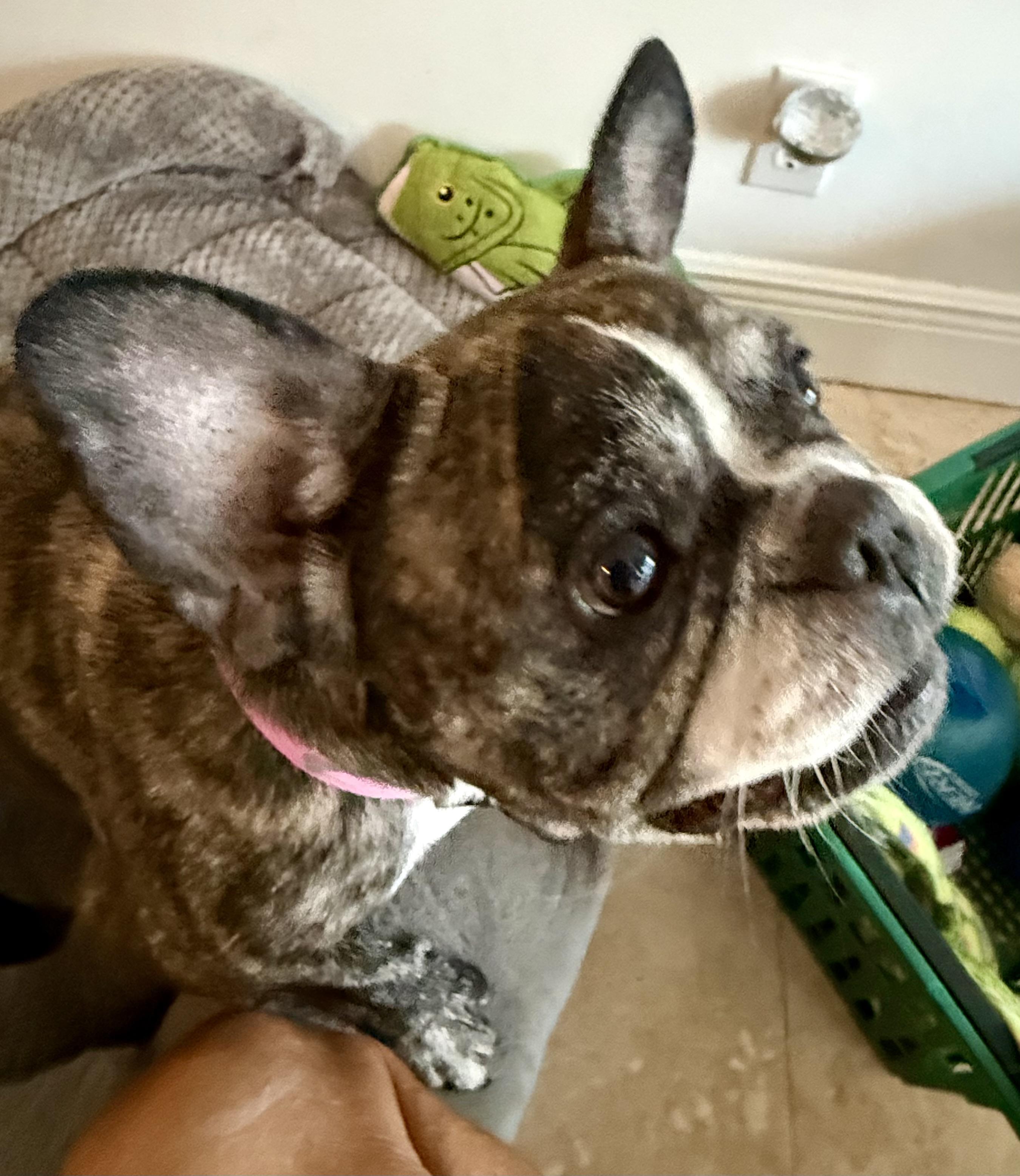 Purebred French Bulldog Dolly Girl, a ADOPTABLE French Bulldog in Boca Raton, FL image 3/6