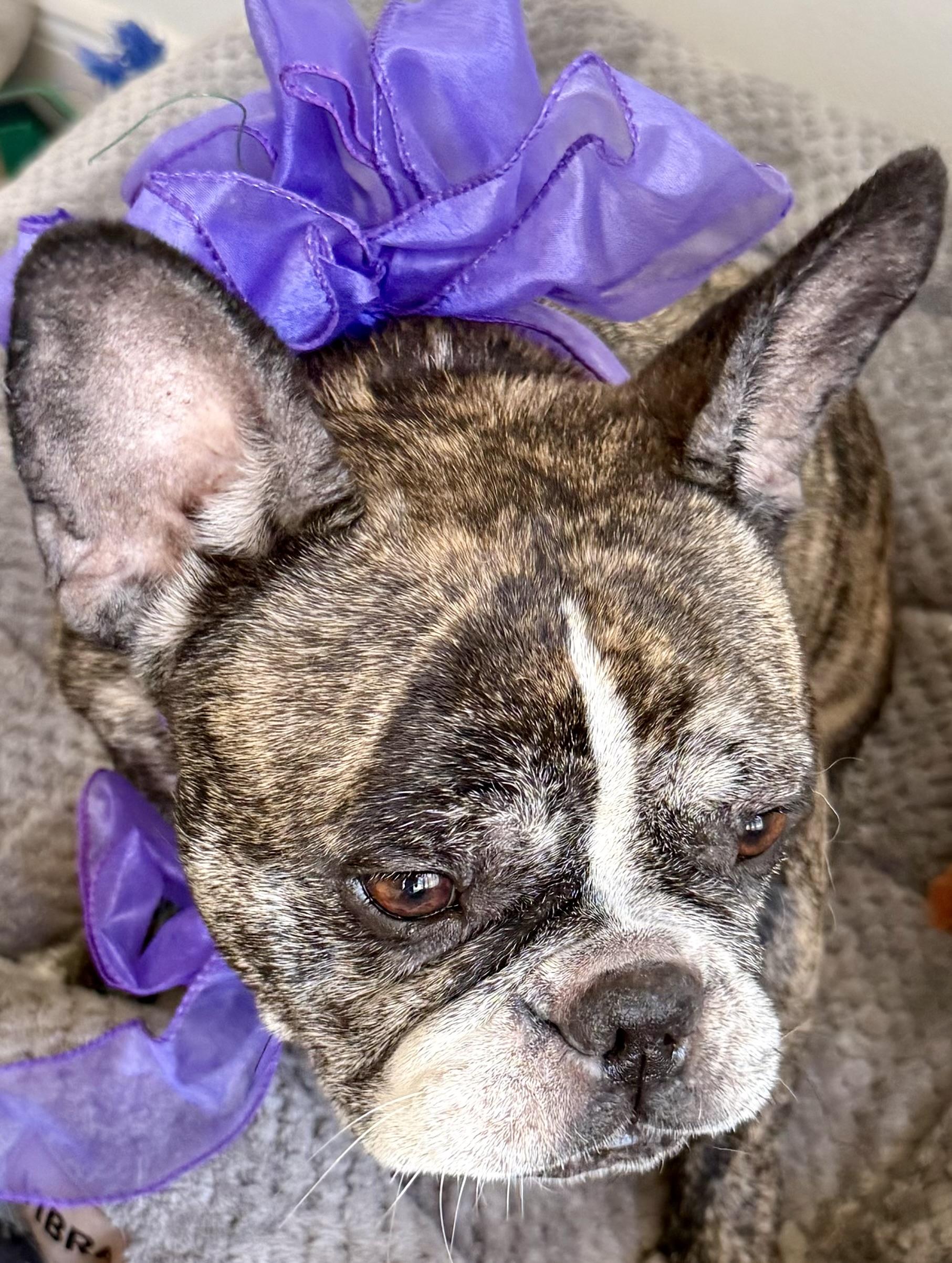 Purebred French Bulldog Dolly Girl, a ADOPTABLE French Bulldog in Boca Raton, FL image 5/6