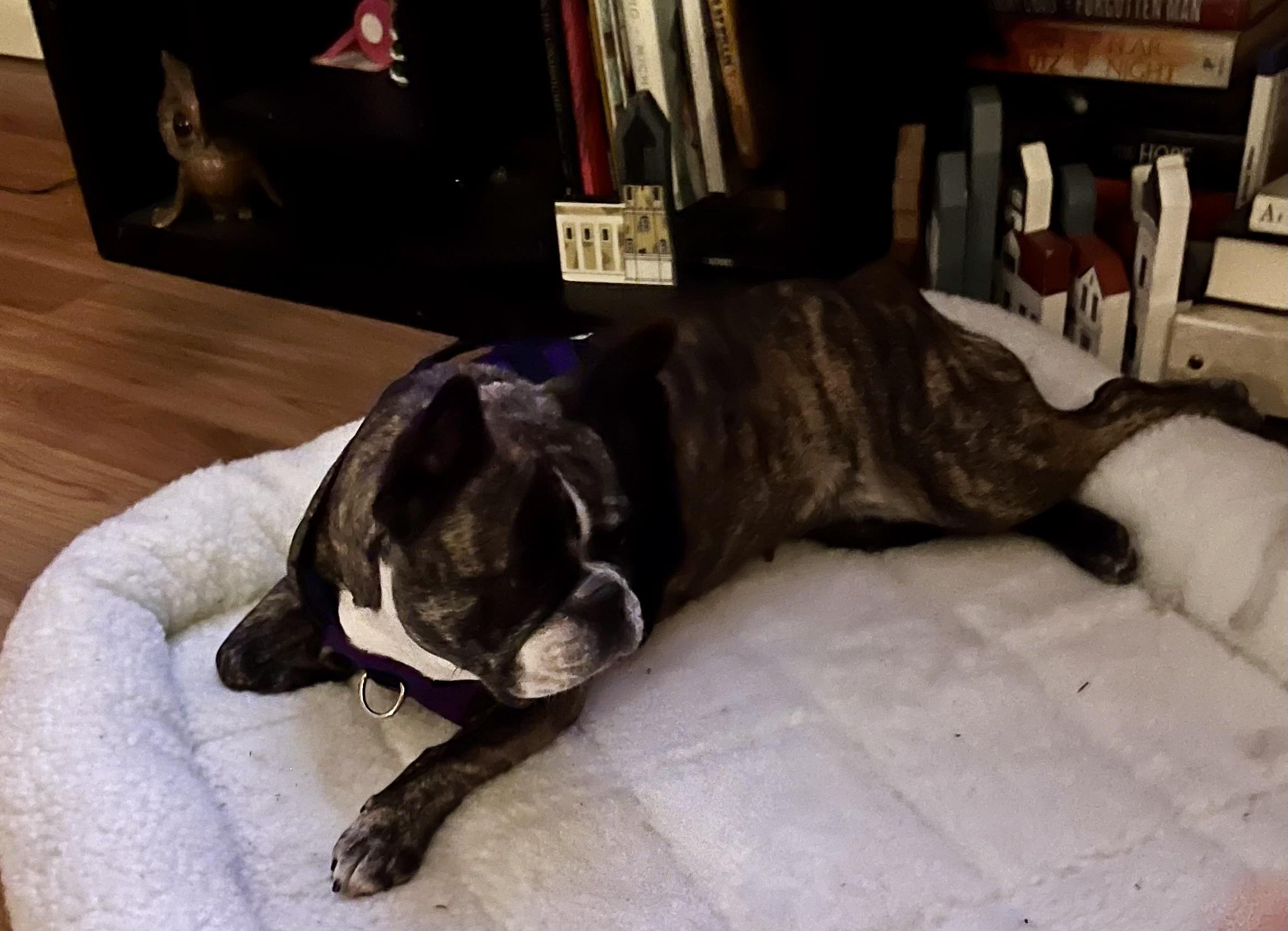 Purebred French Bulldog Dolly Girl, a ADOPTABLE French Bulldog in Boca Raton, FL image 4/6