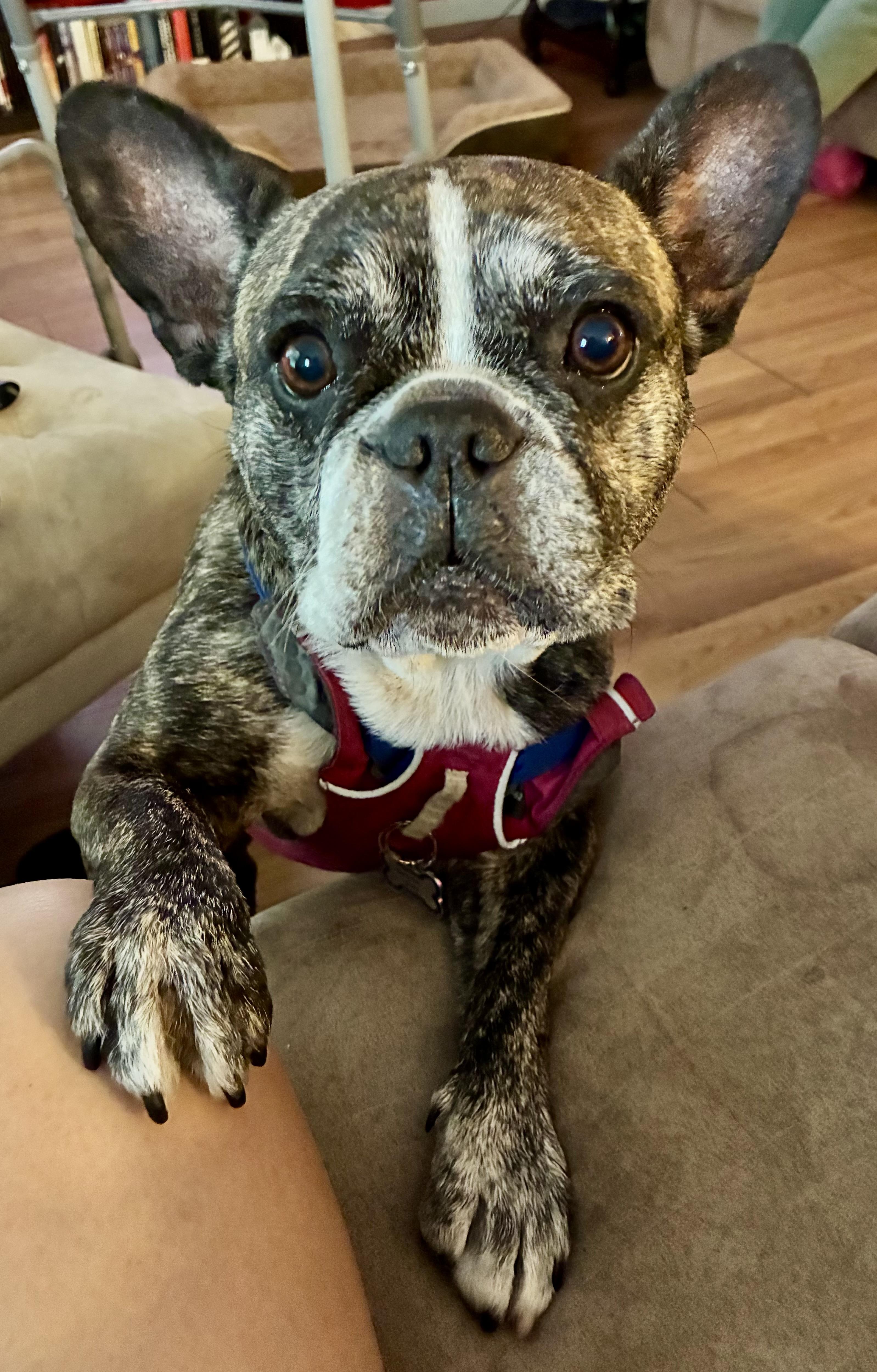 Purebred French Bulldog Dolly Girl, ADOPTABLE, Young Female French Bulldog.
