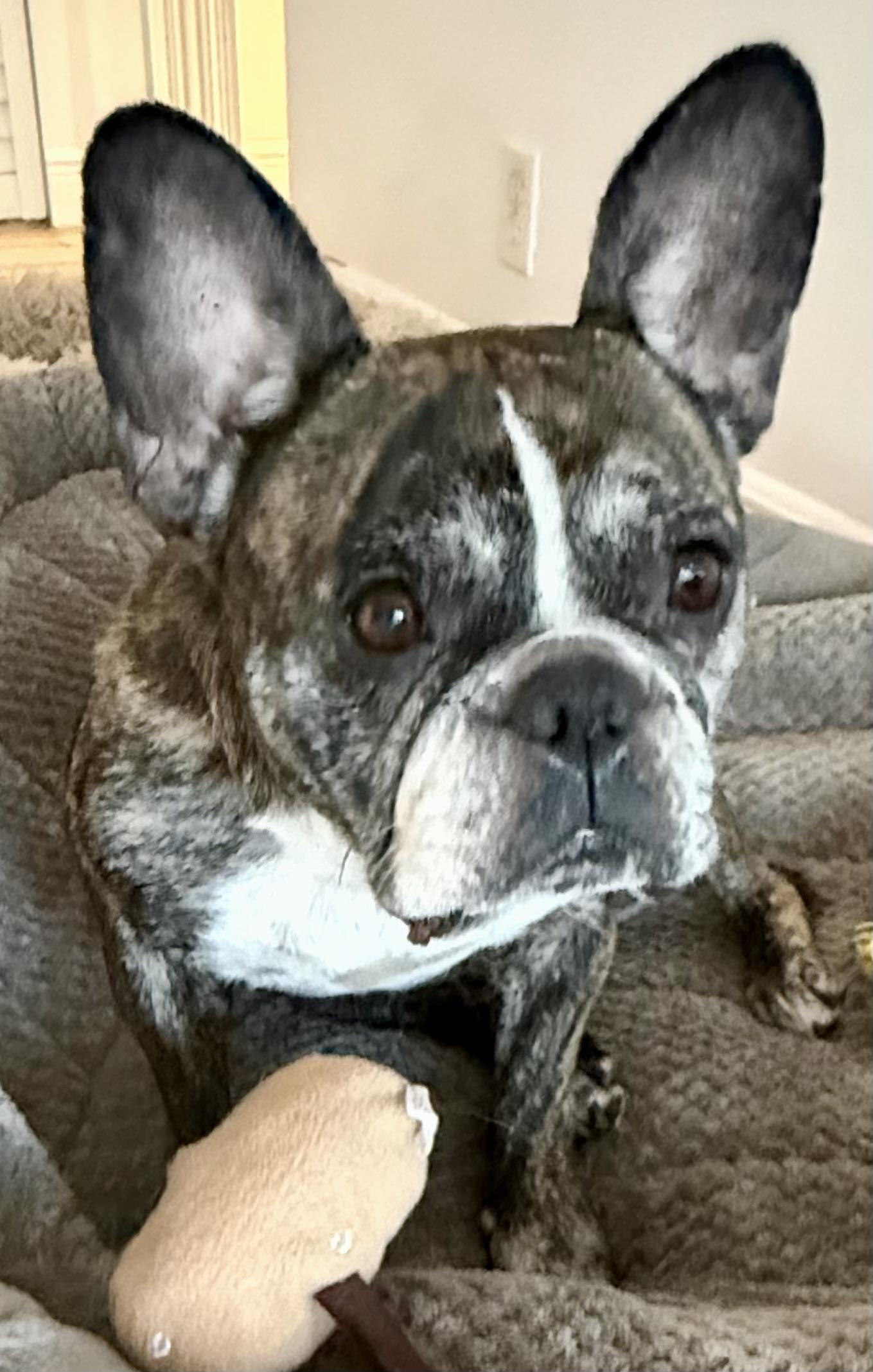 Purebred French Bulldog Dolly Girl, ADOPTABLE, Young Female French Bulldog.