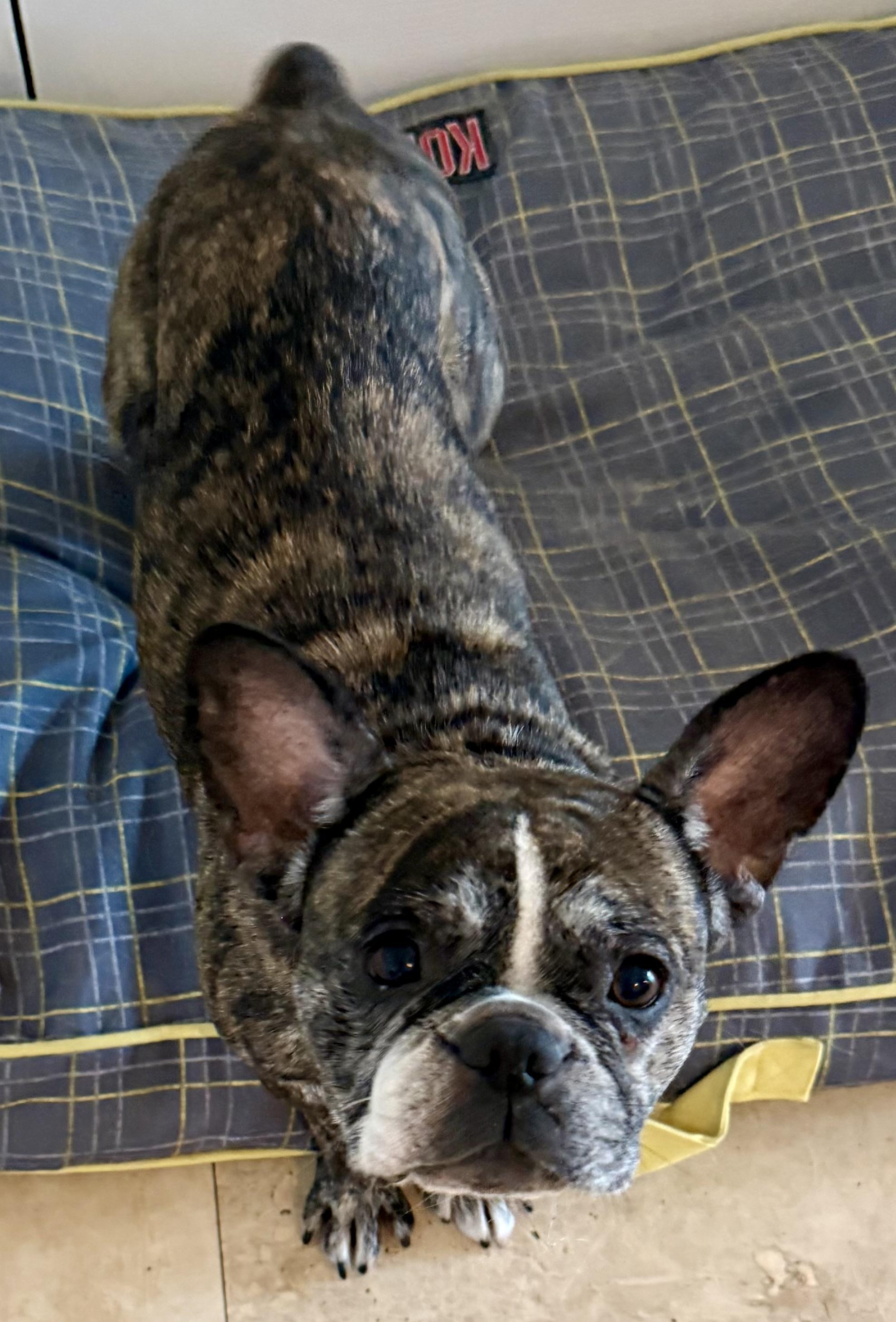 Purebred French Bulldog Dolly Girl, a ADOPTABLE French Bulldog in Boca Raton, FL image 4/6