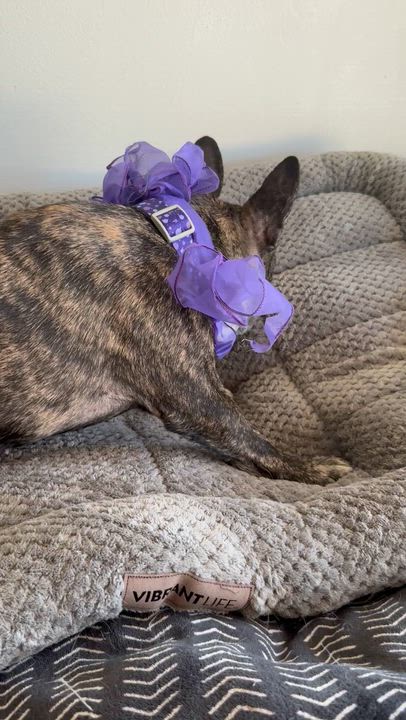 Enlarge Purebred French Bulldog Dolly Girl, a ADOPTABLE French Bulldog in Boca Raton, FL video 6/6