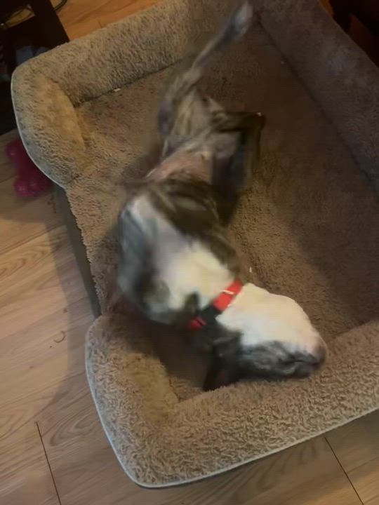 Enlarge Purebred French Bulldog Dolly Girl, a ADOPTABLE French Bulldog in Boca Raton, FL video 5/6