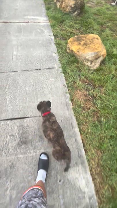 Enlarge Purebred French Bulldog Dolly Girl, a ADOPTABLE French Bulldog in Boca Raton, FL video 6/6