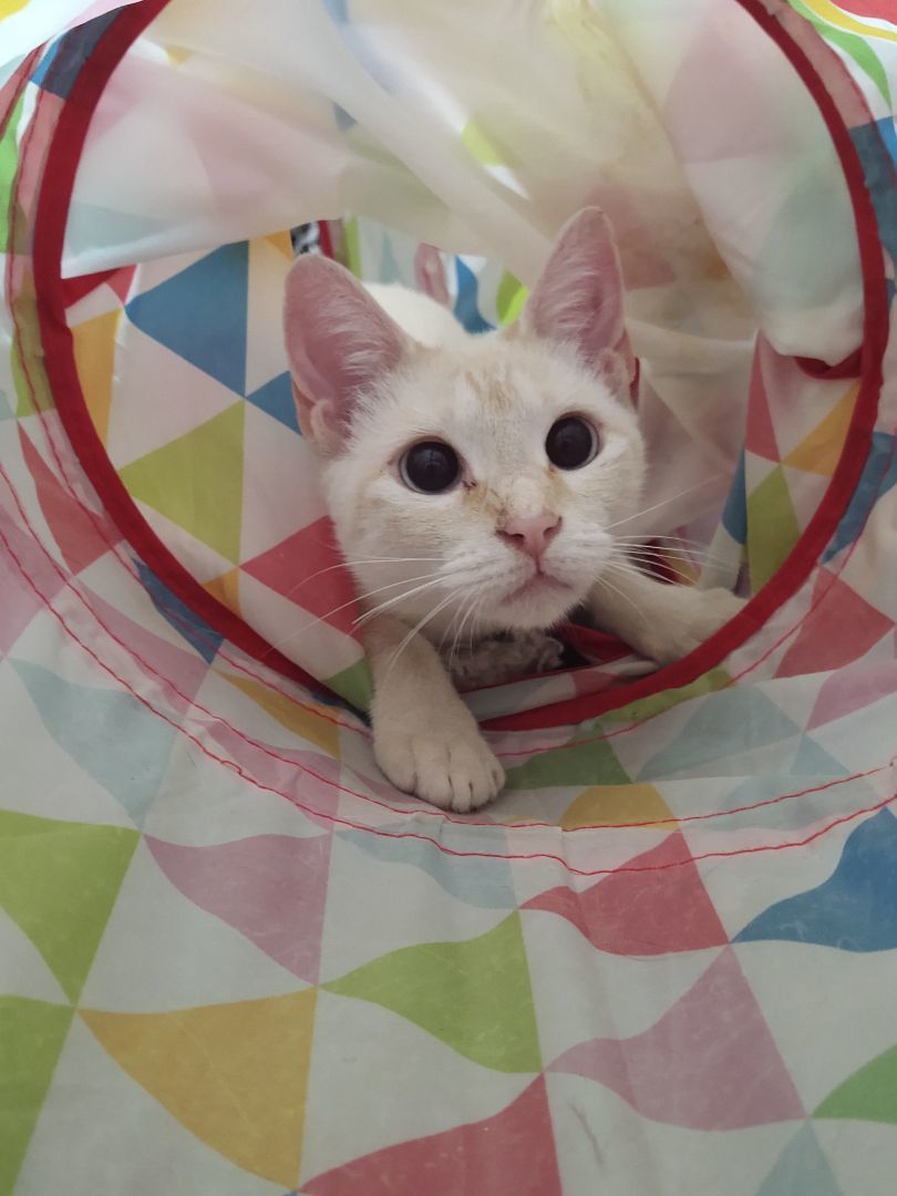 Savanna , a Adopted Siamese in Buffalo, NY image 1/6