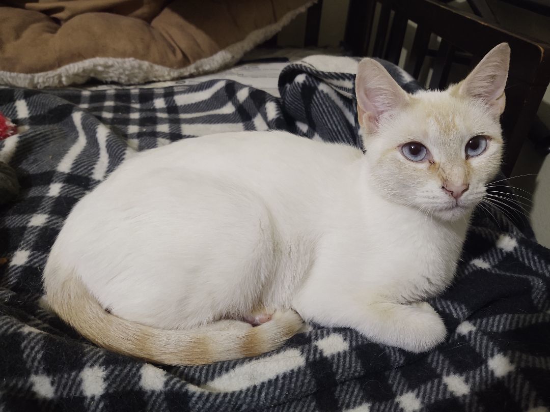 Savanna , a Adopted Siamese in Buffalo, NY image 2/6