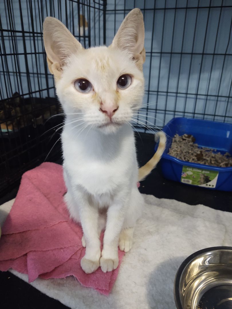 Savanna , a Adopted Siamese in Buffalo, NY image 3/6