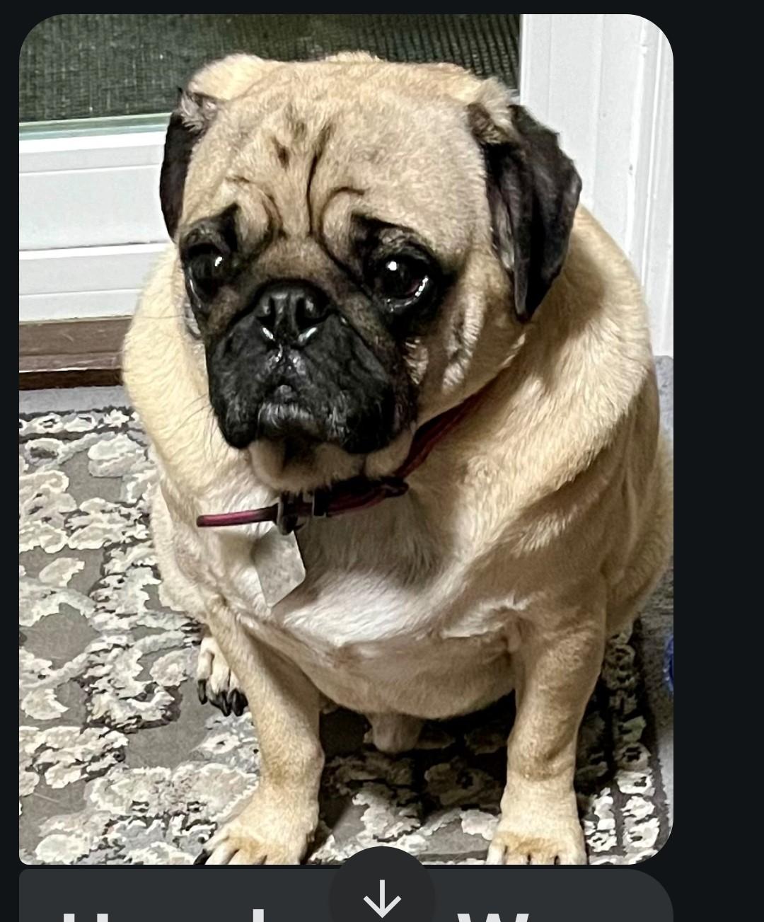 Enlarge Yoshi, a Adopted Pug in Overland Park, KS image 1/2