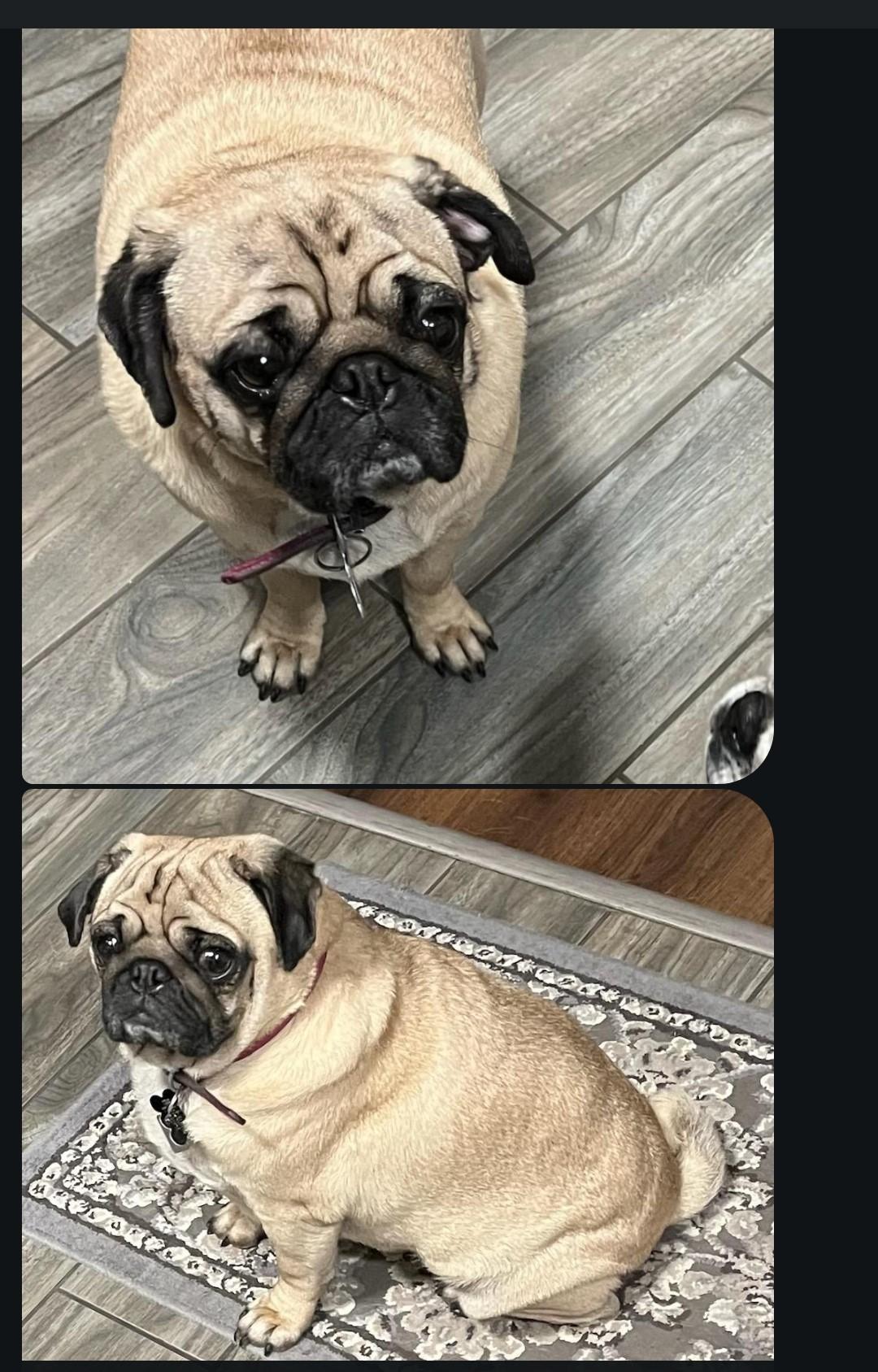 Enlarge Yoshi, a Adopted Pug in Overland Park, KS image 2/2