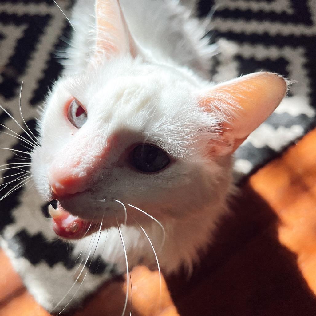 COTTON, a Adoptable Domestic Long Hair in San Antonio, TX image 1/3