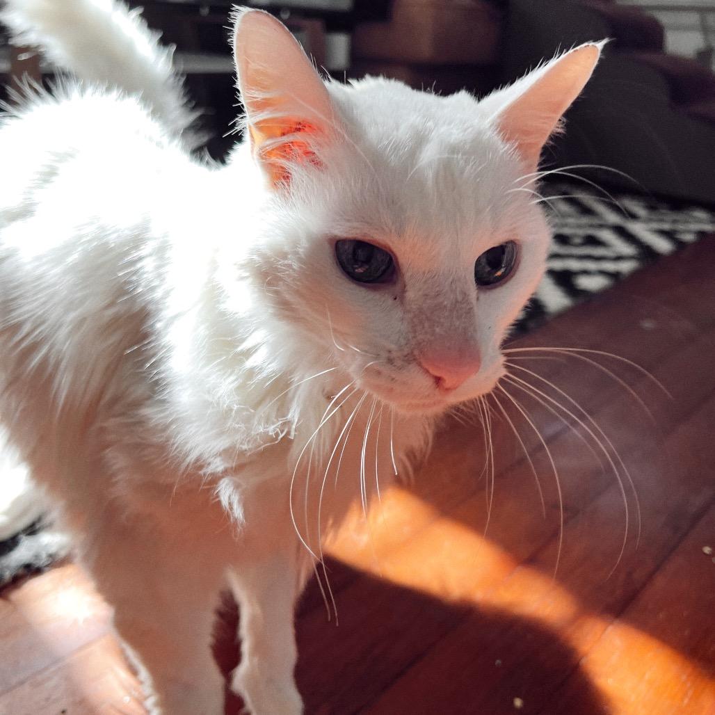 COTTON, a Adoptable Domestic Long Hair in San Antonio, TX image 3/3