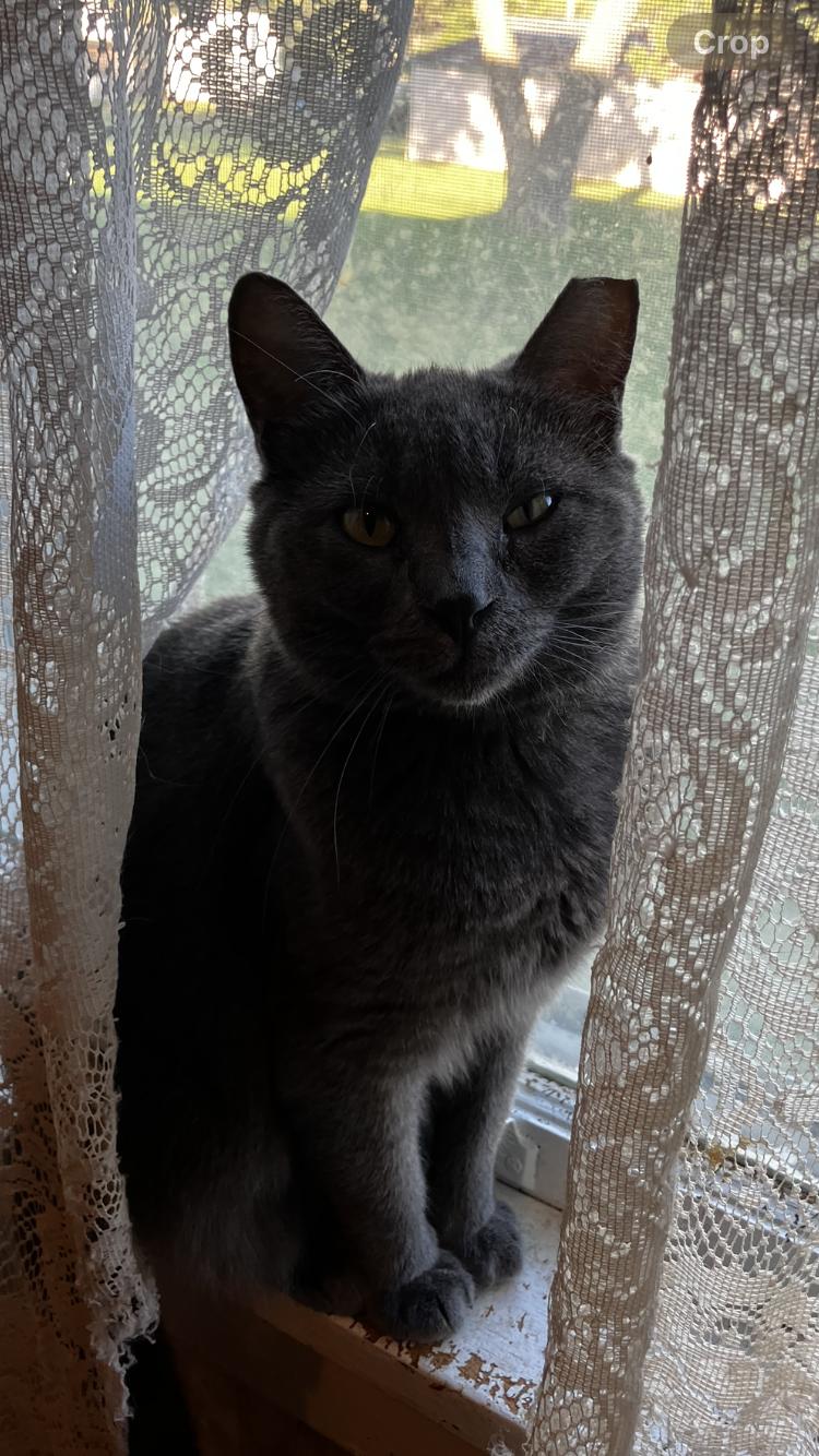 Enlarge Aggie (Agatha), a Adopted Russian Blue in Manhattan , KS image 1/1