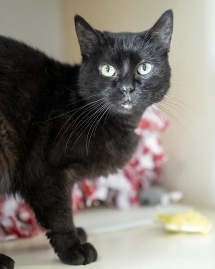 Enlarge Gracie, a Adoptable mixed breed in Pequot Lakes, MN image 1/1