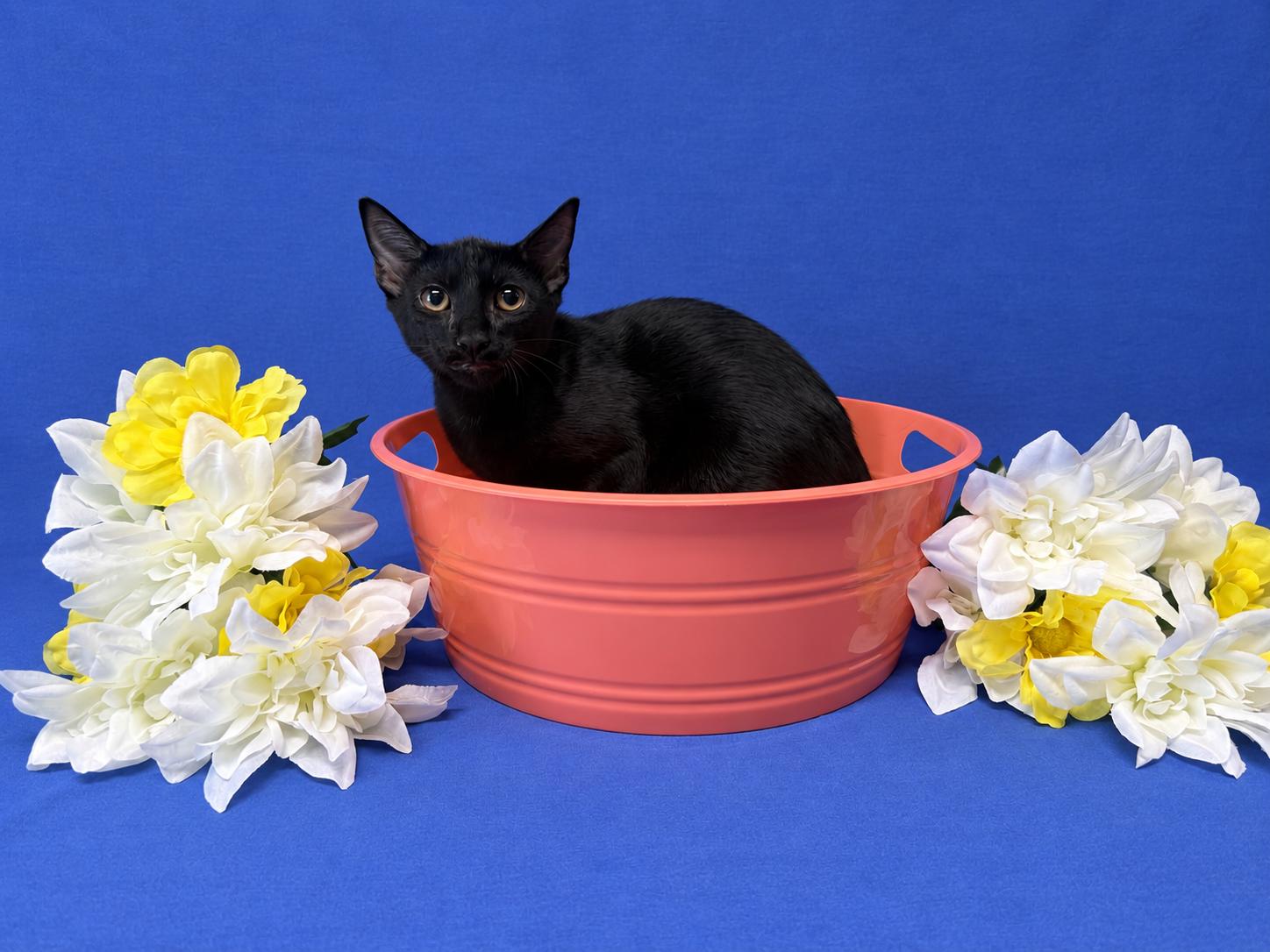 Storm, adoptable, Kitten Male Domestic Short Hair.