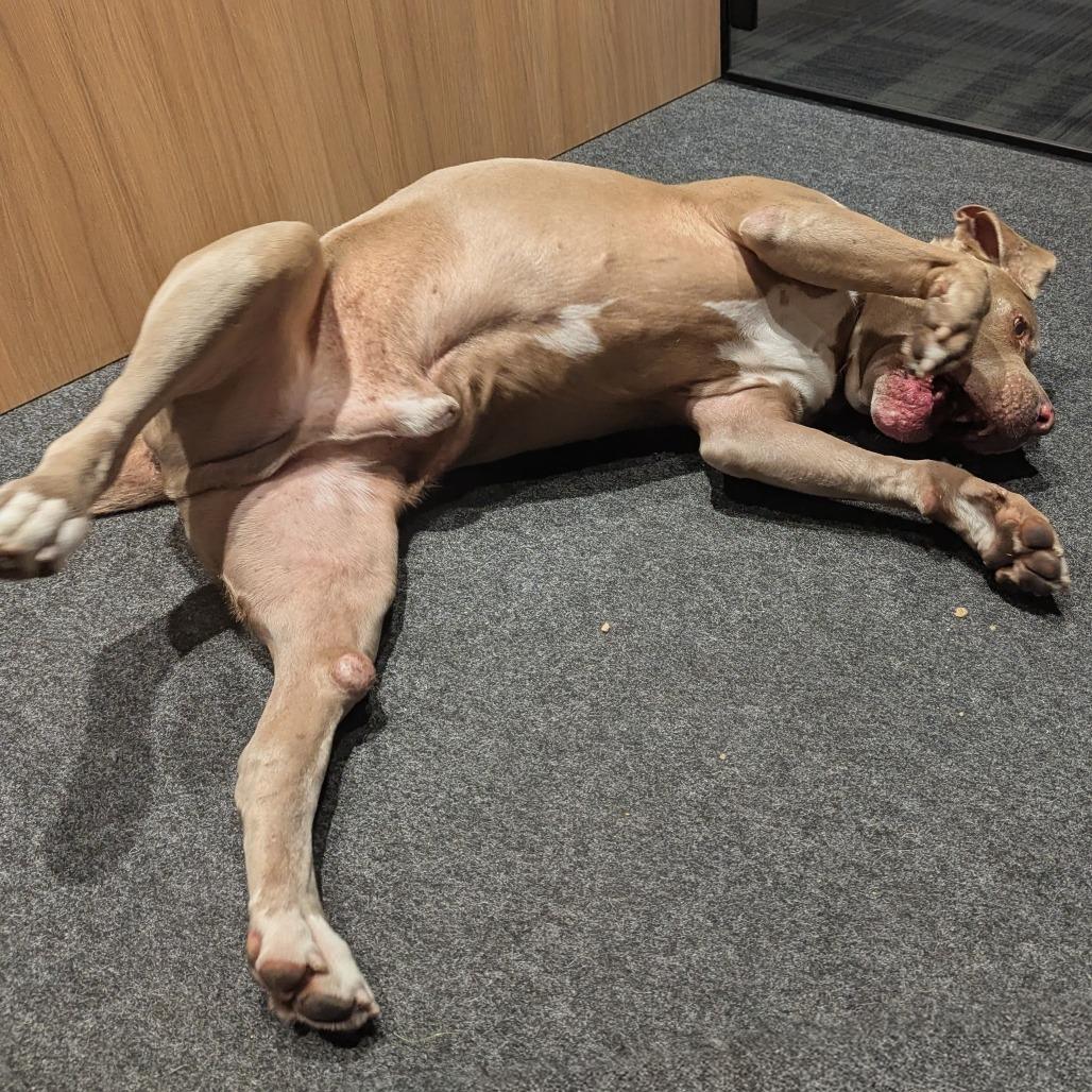 Winchester, Adoptable, Senior Male Mixed Breed & Pit Bull Terrier.