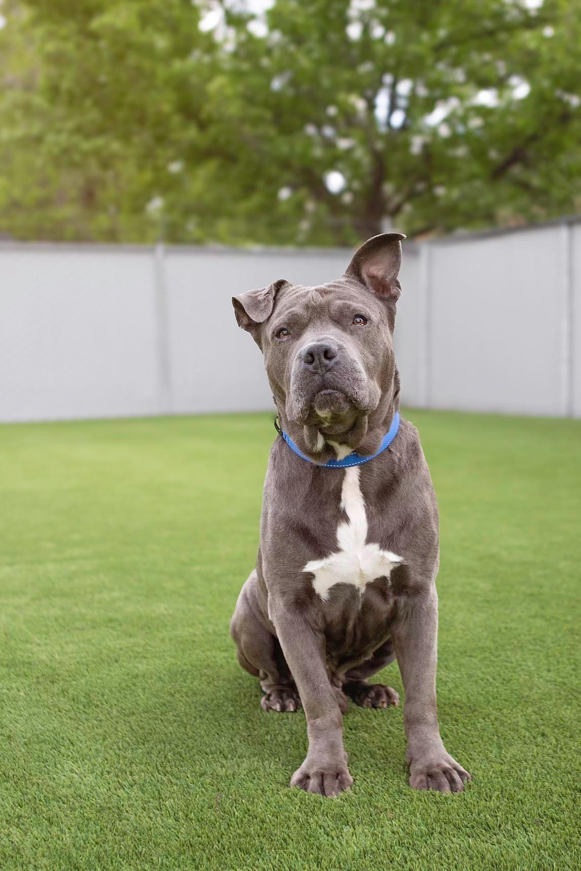 Williamson, adopted, Adult Male Pit Bull Terrier.