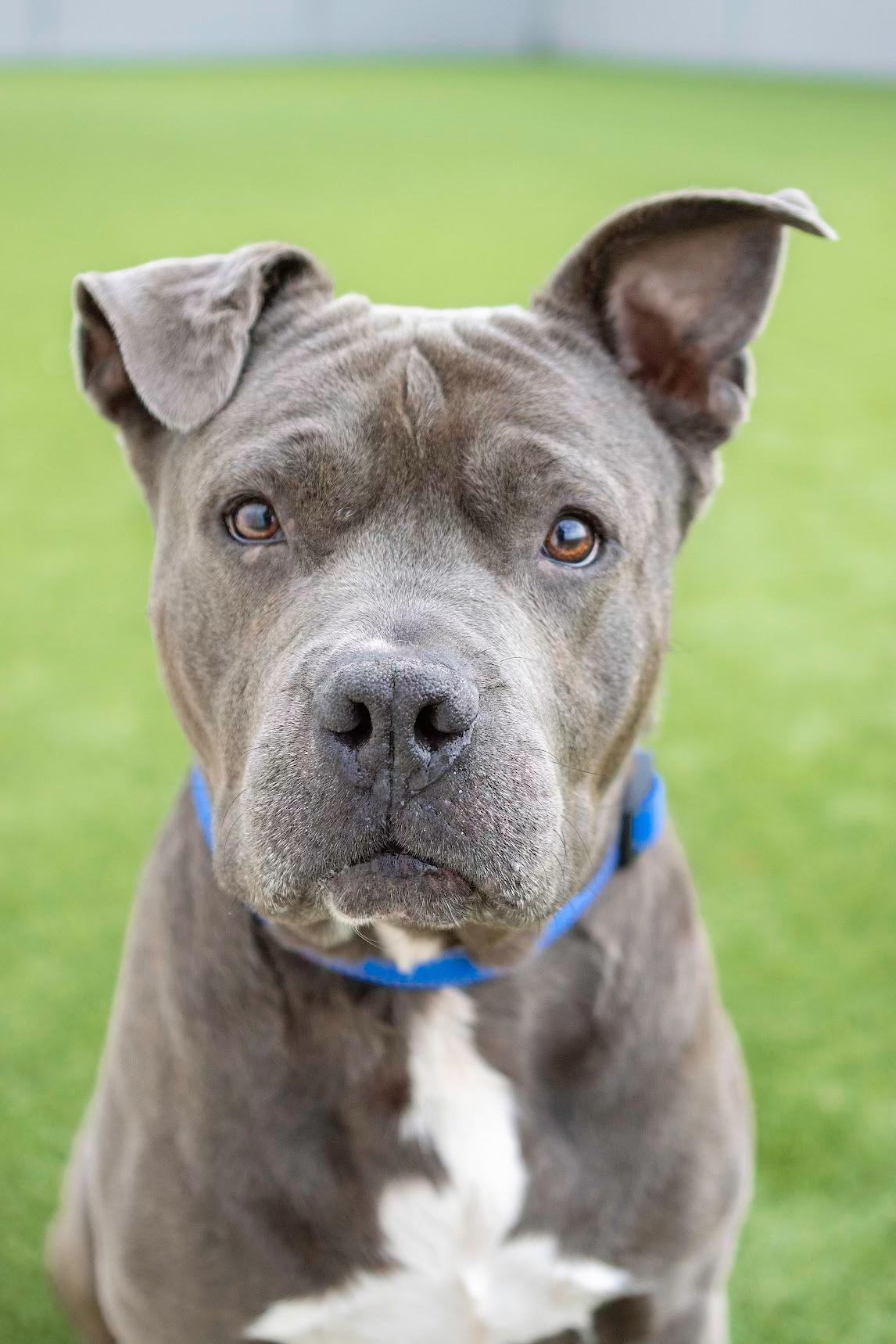 Williamson, an adopted Pit Bull Terrier in Eagle, ID image 4/4