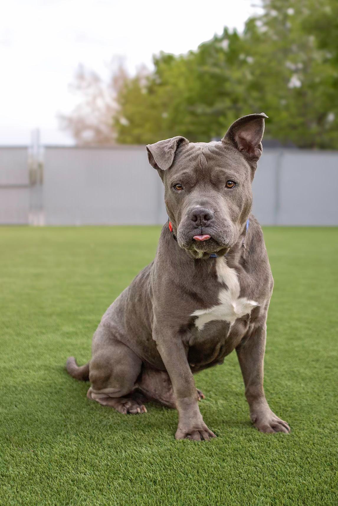 Williamson, an adopted Pit Bull Terrier in Eagle, ID image 3/4