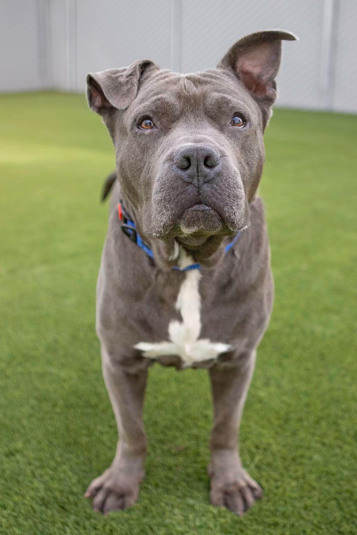 Williamson, an adopted Pit Bull Terrier in Eagle, ID image 2/4