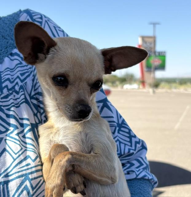 Namaste, adopted, Young Male Chihuahua.
