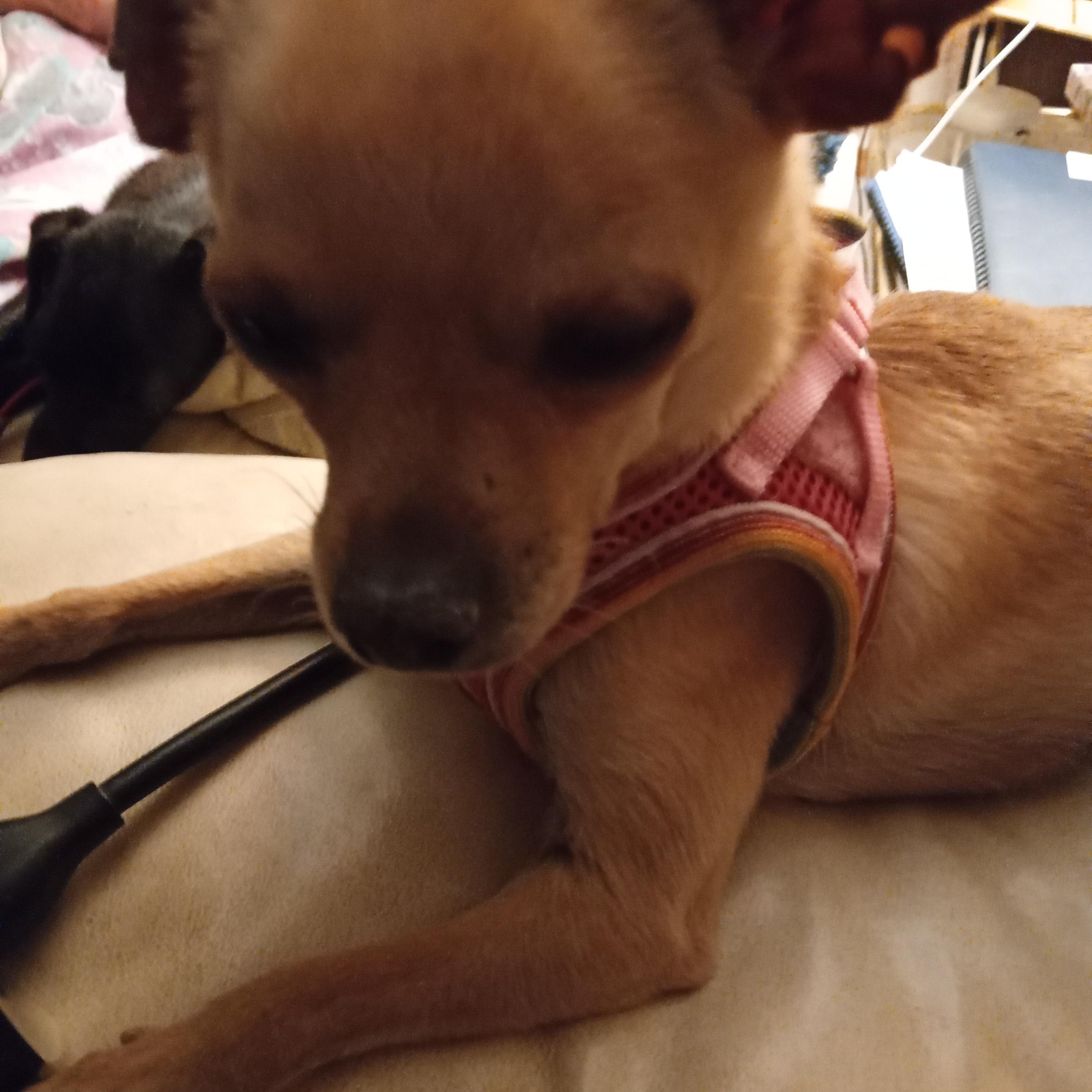 Enlarge Namaste, an adopted Chihuahua in Albuquerque, NM image 2/2