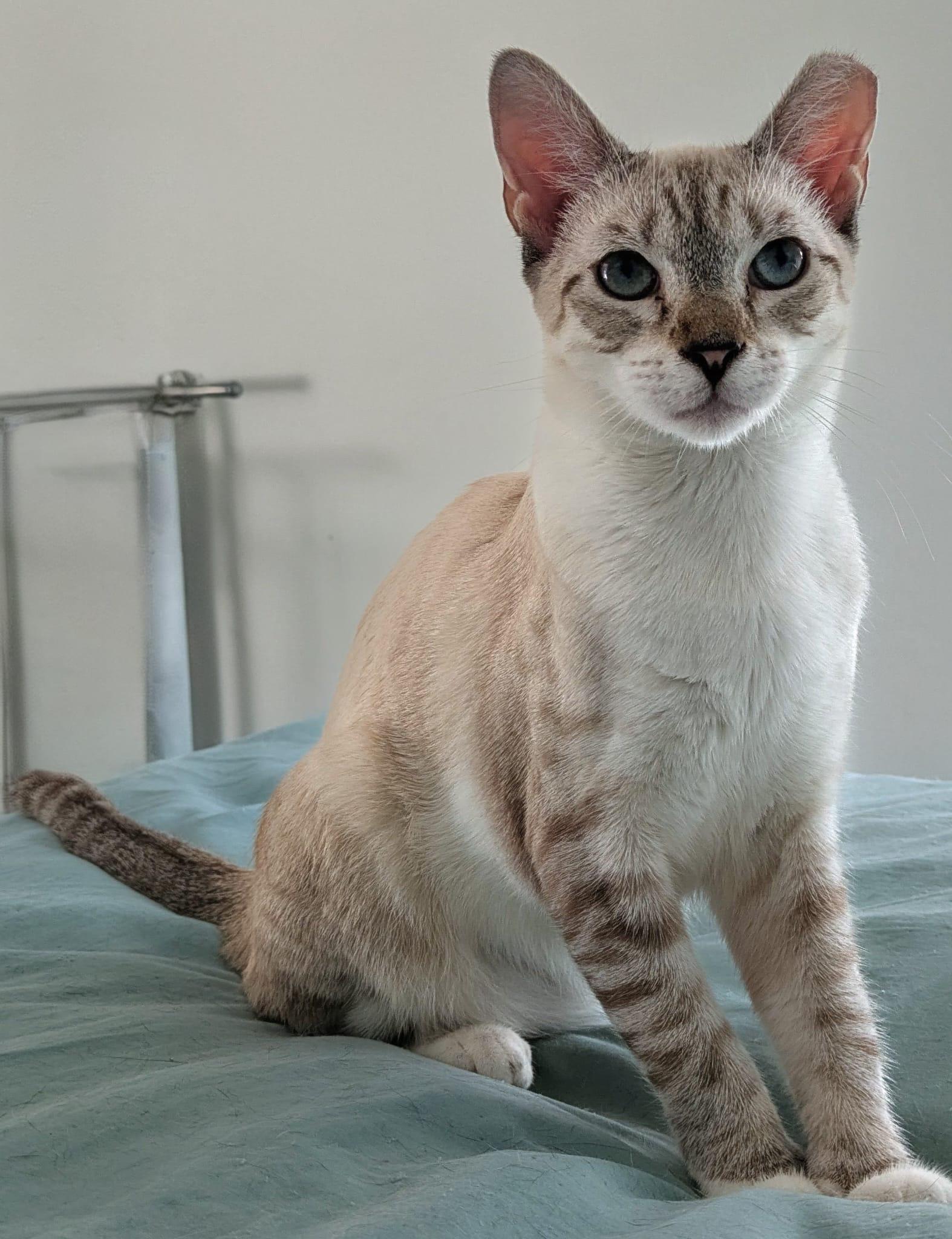 Cindy & Cowboy - BONDED!, a Adoptable Siamese in Portland, ME image 2/6